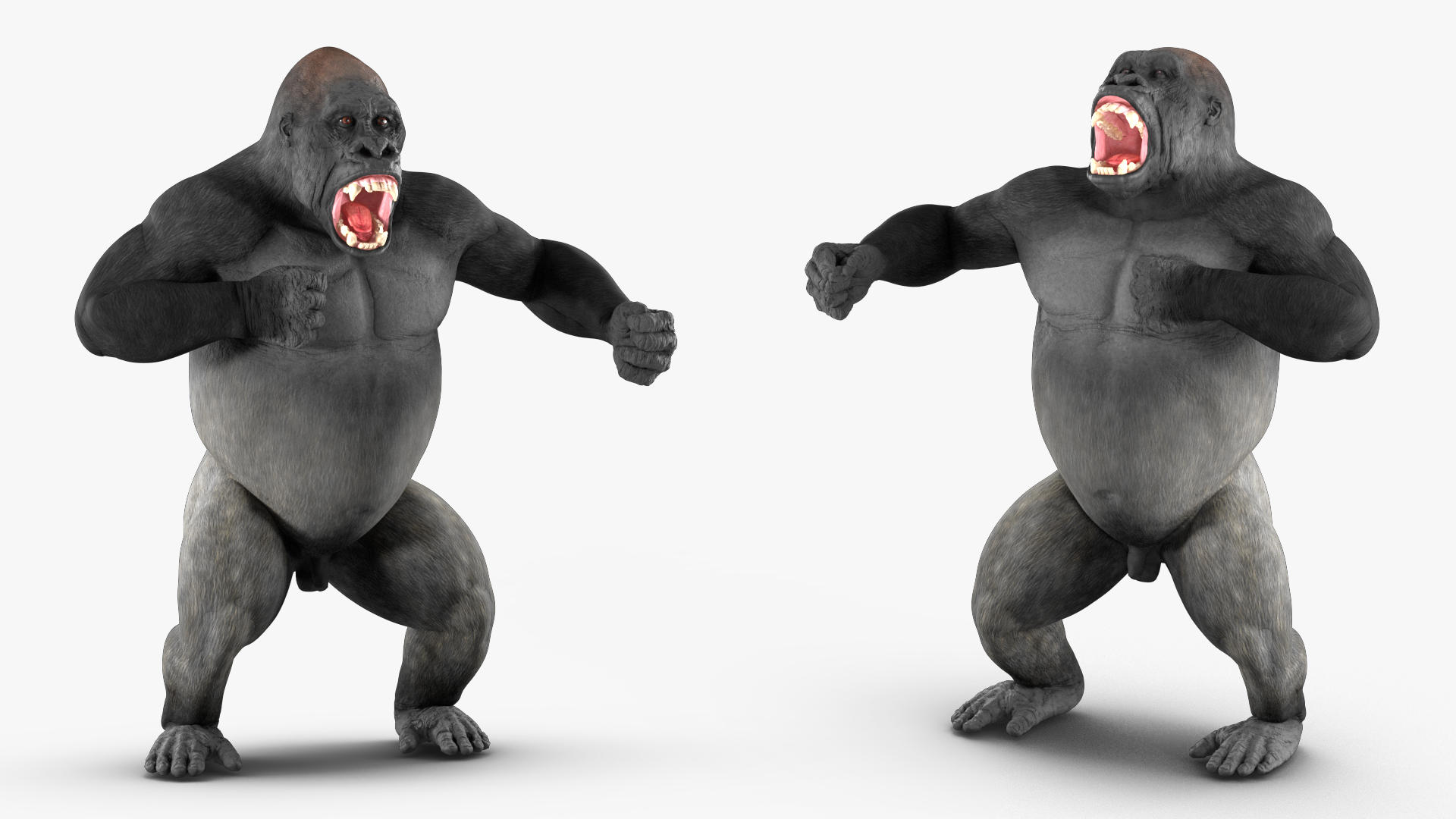 3D Roaring Gorilla Animated Rigged