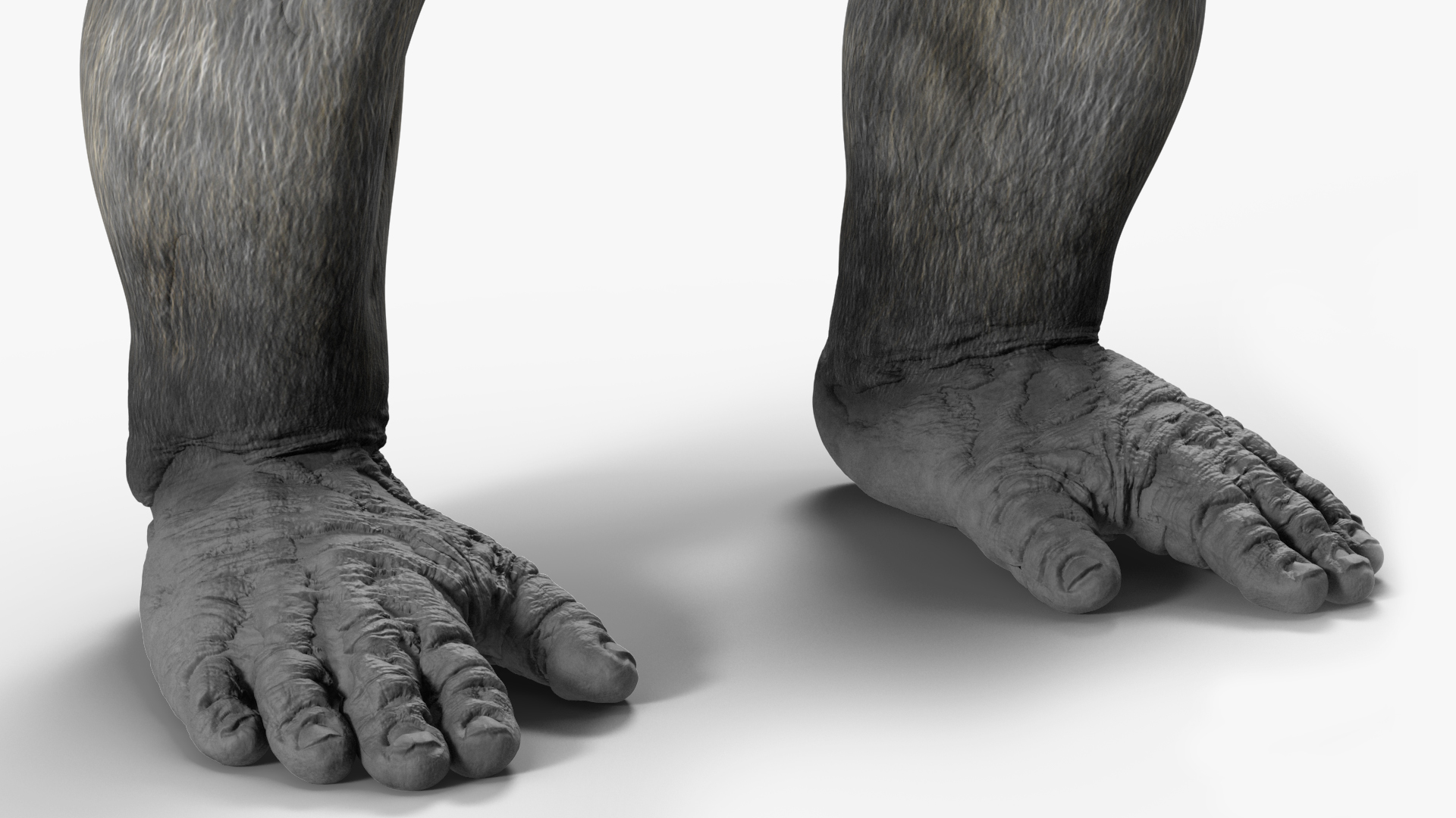 3D Roaring Gorilla Animated Rigged