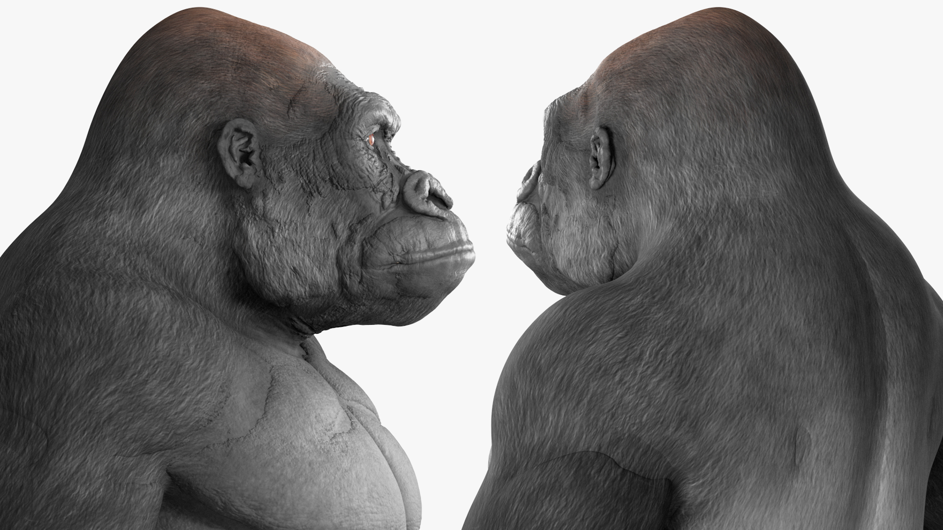 3D Roaring Gorilla Animated Rigged