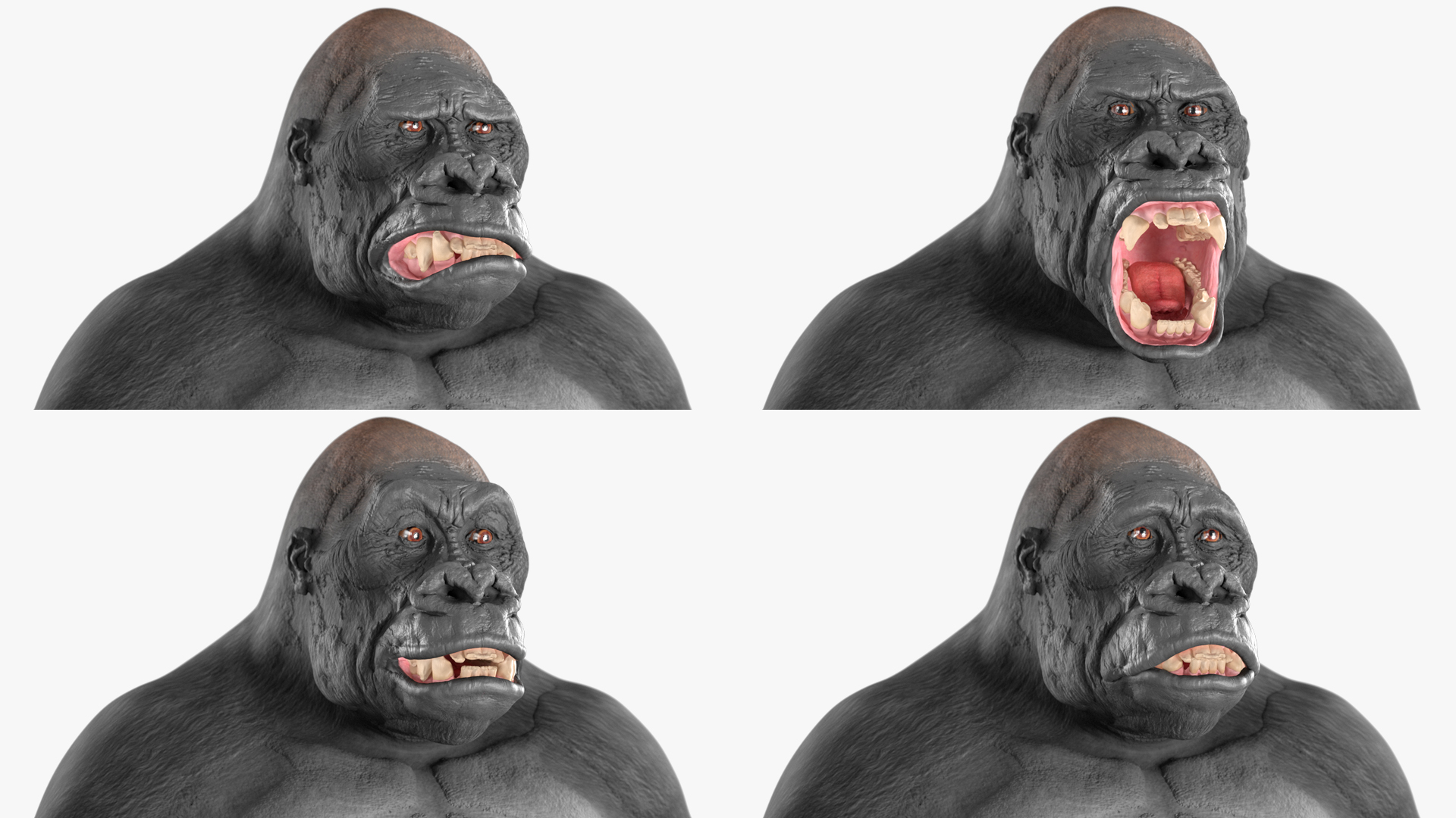 3D Roaring Gorilla Animated Rigged