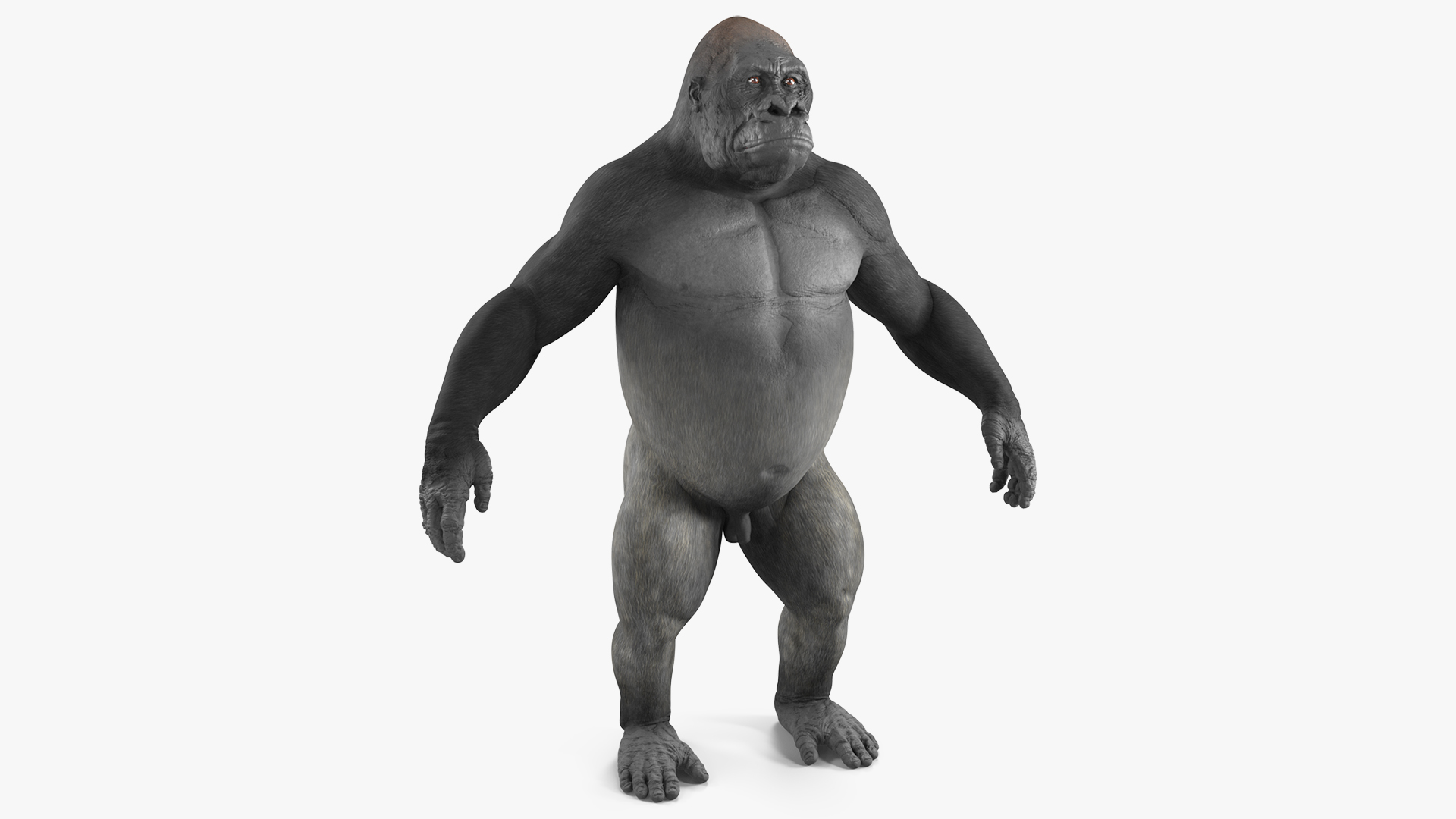 3D Roaring Gorilla Animated Rigged