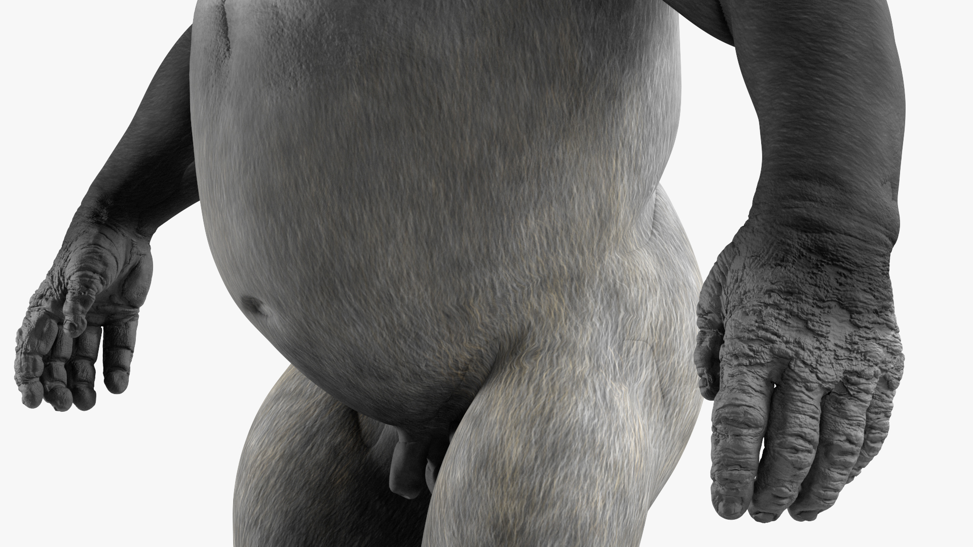 3D Roaring Gorilla Animated Rigged