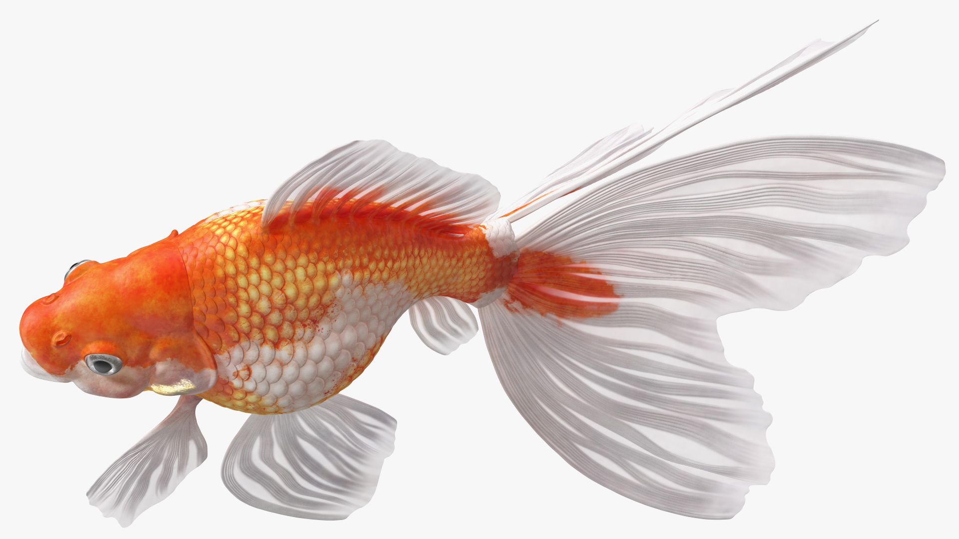 3D model White Goldfish Aquarium Fish Rigged