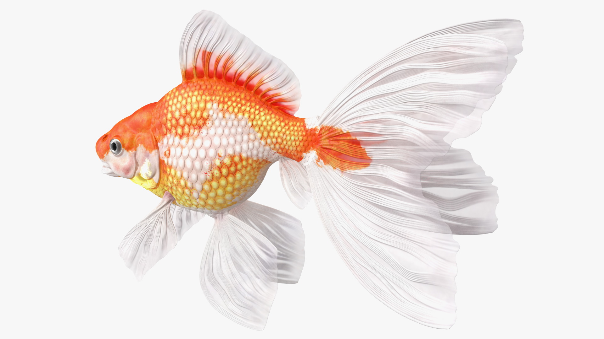 3D model White Goldfish Aquarium Fish Rigged