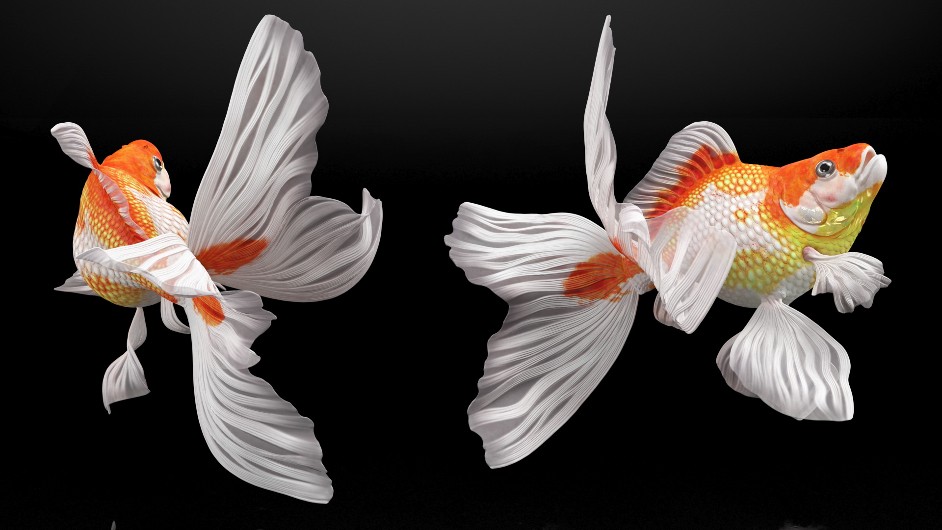 3D model White Goldfish Aquarium Fish Rigged