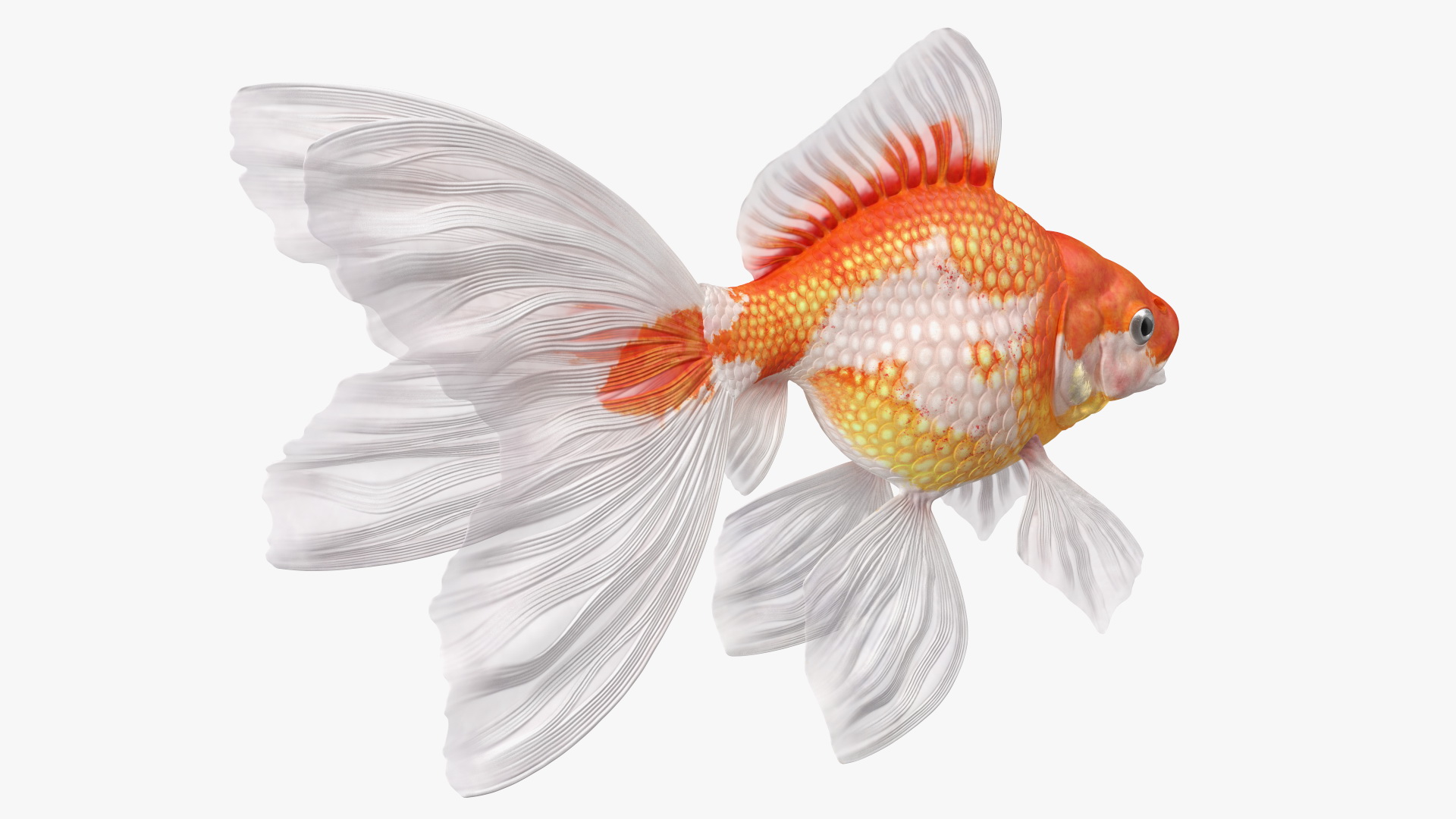 3D model White Goldfish Aquarium Fish Rigged