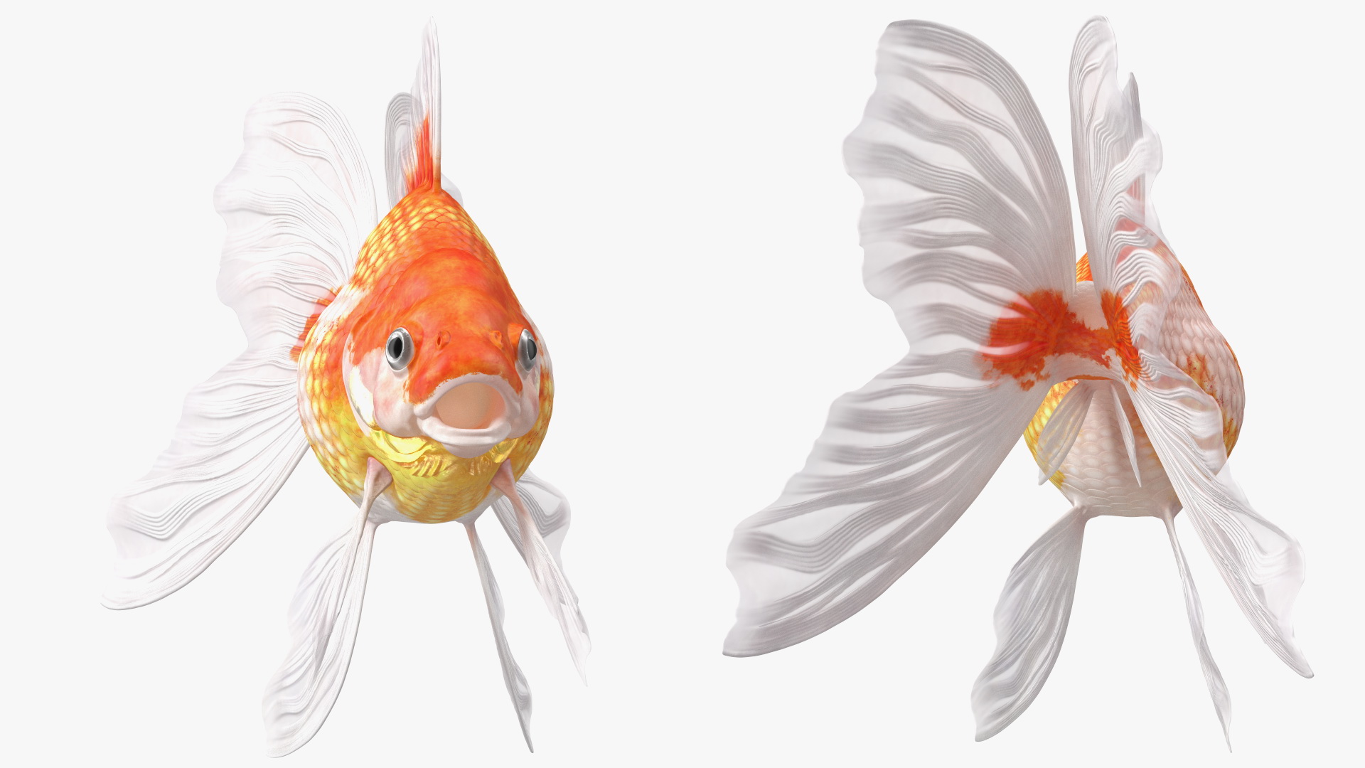 3D model White Goldfish Aquarium Fish Rigged