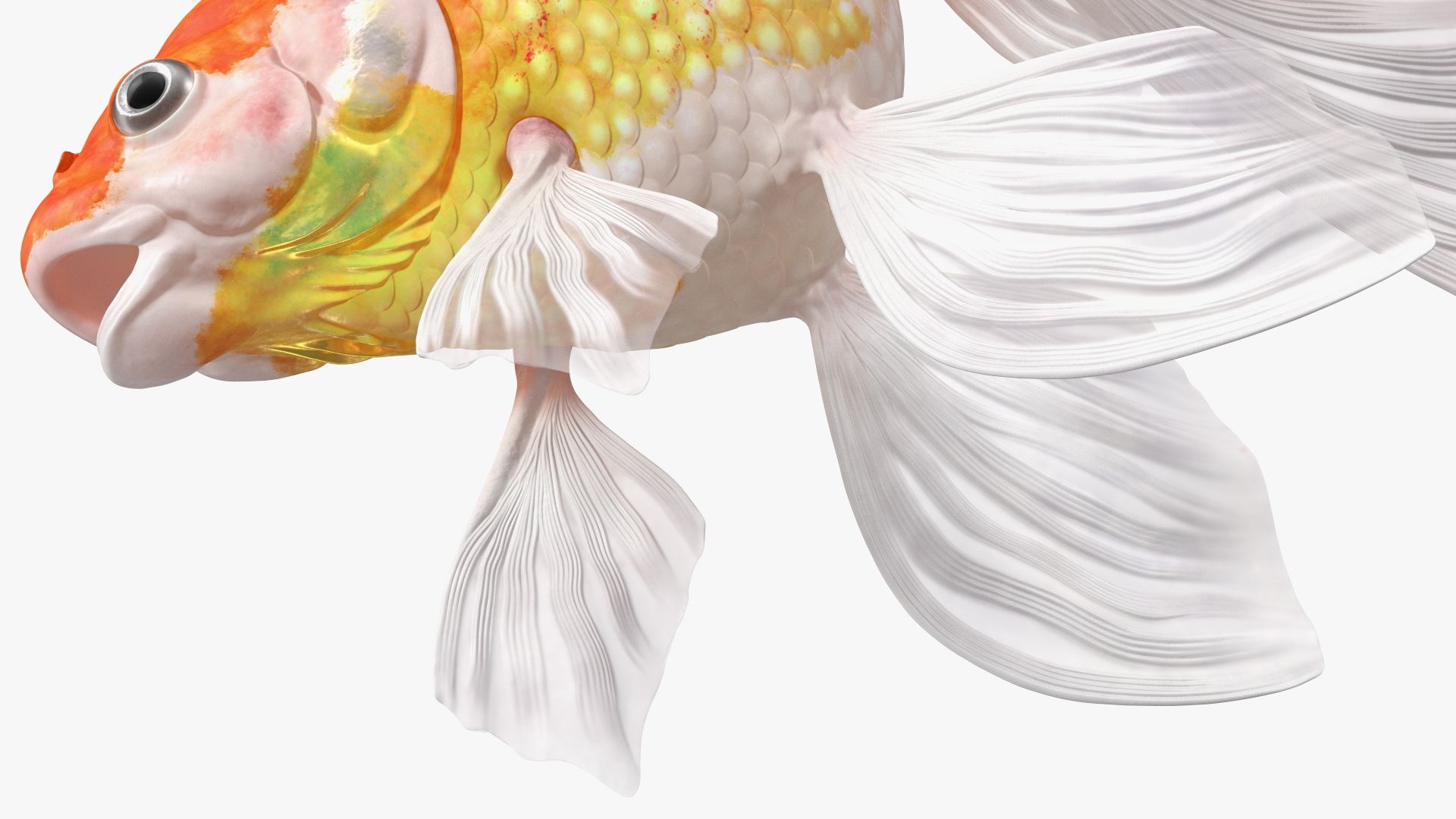 3D model White Goldfish Aquarium Fish Rigged