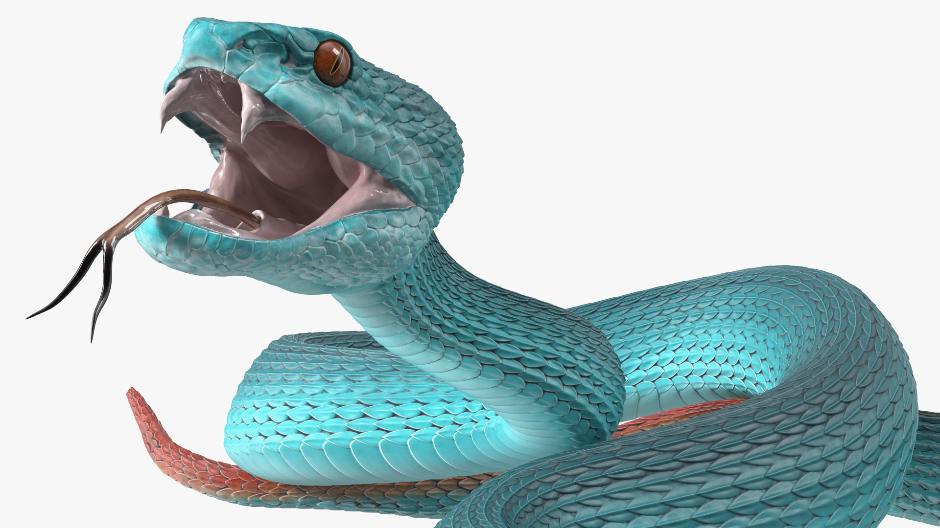 3D Attacking Blue Snake Trimeresurus model