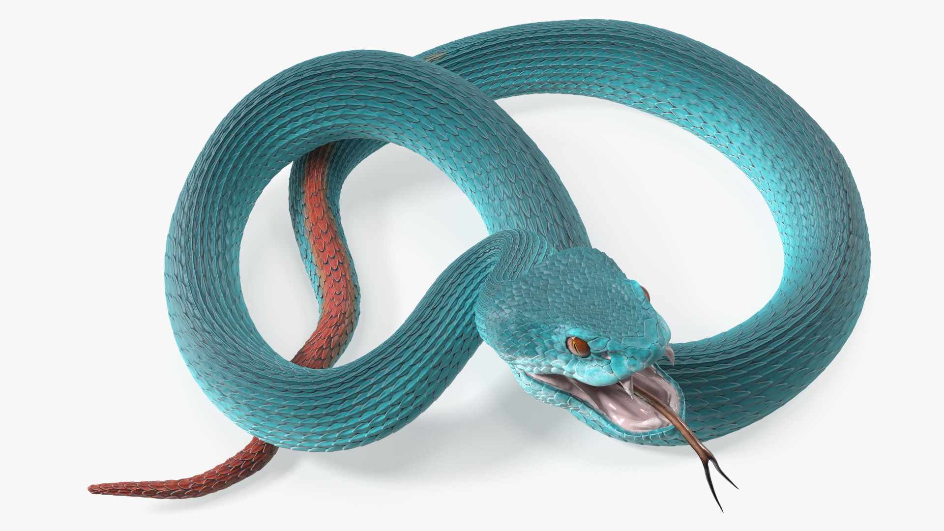 3D Attacking Blue Snake Trimeresurus model