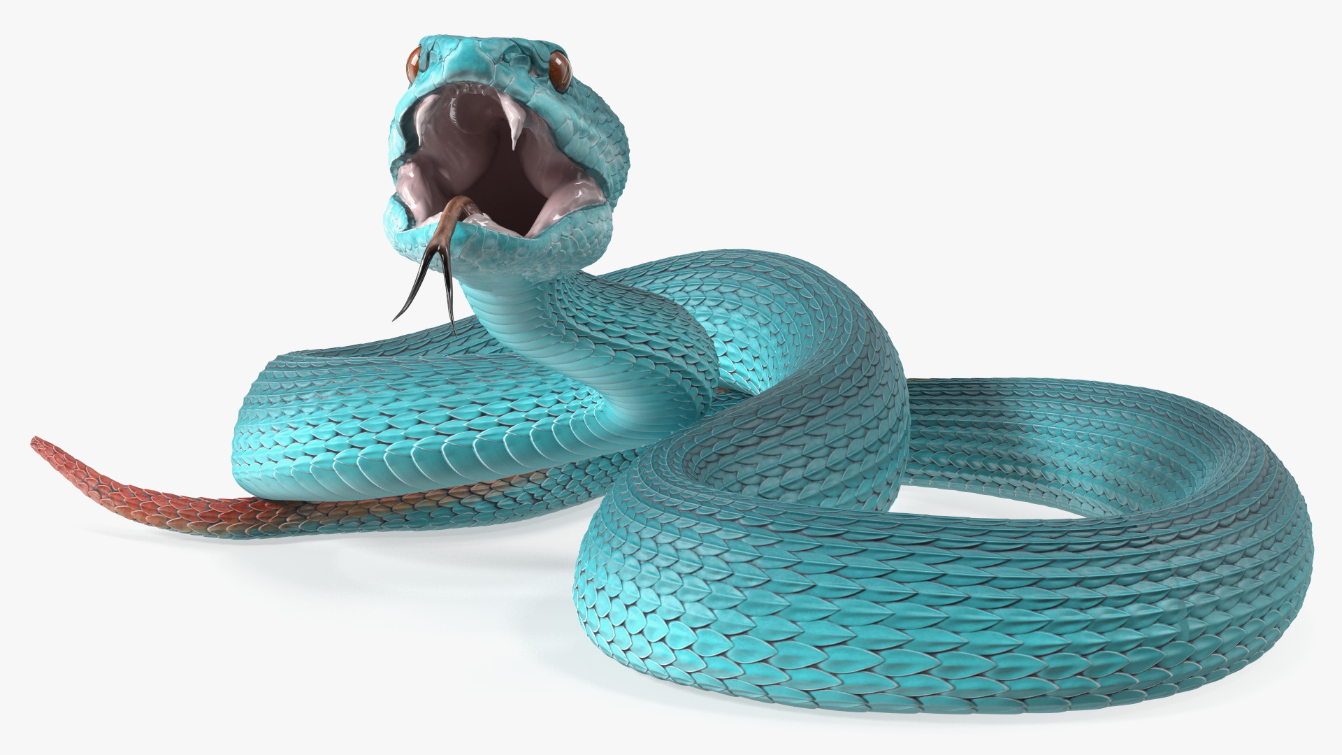 3D Attacking Blue Snake Trimeresurus model