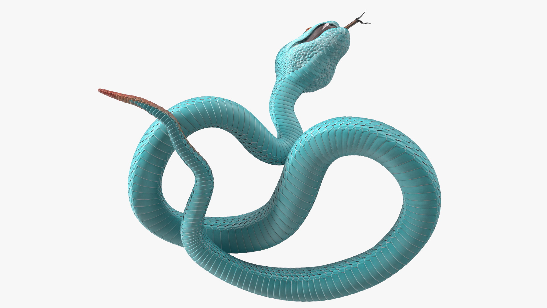 3D Attacking Blue Snake Trimeresurus model