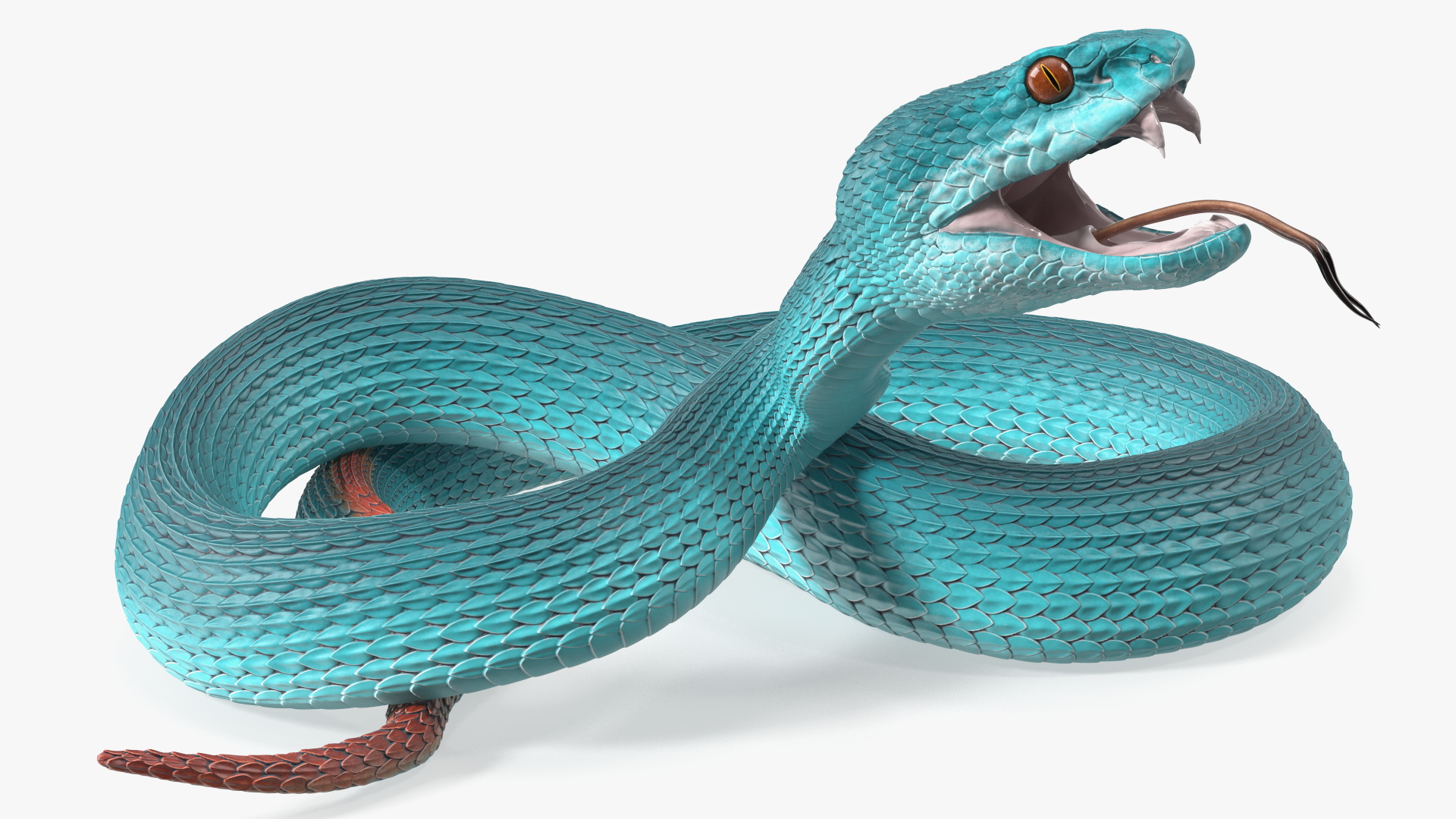 3D Attacking Blue Snake Trimeresurus model