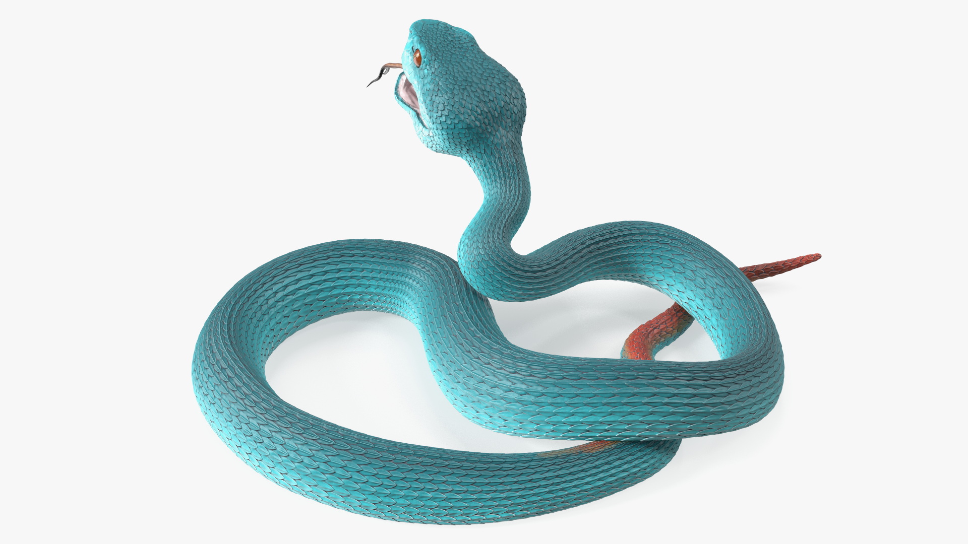 3D Attacking Blue Snake Trimeresurus model