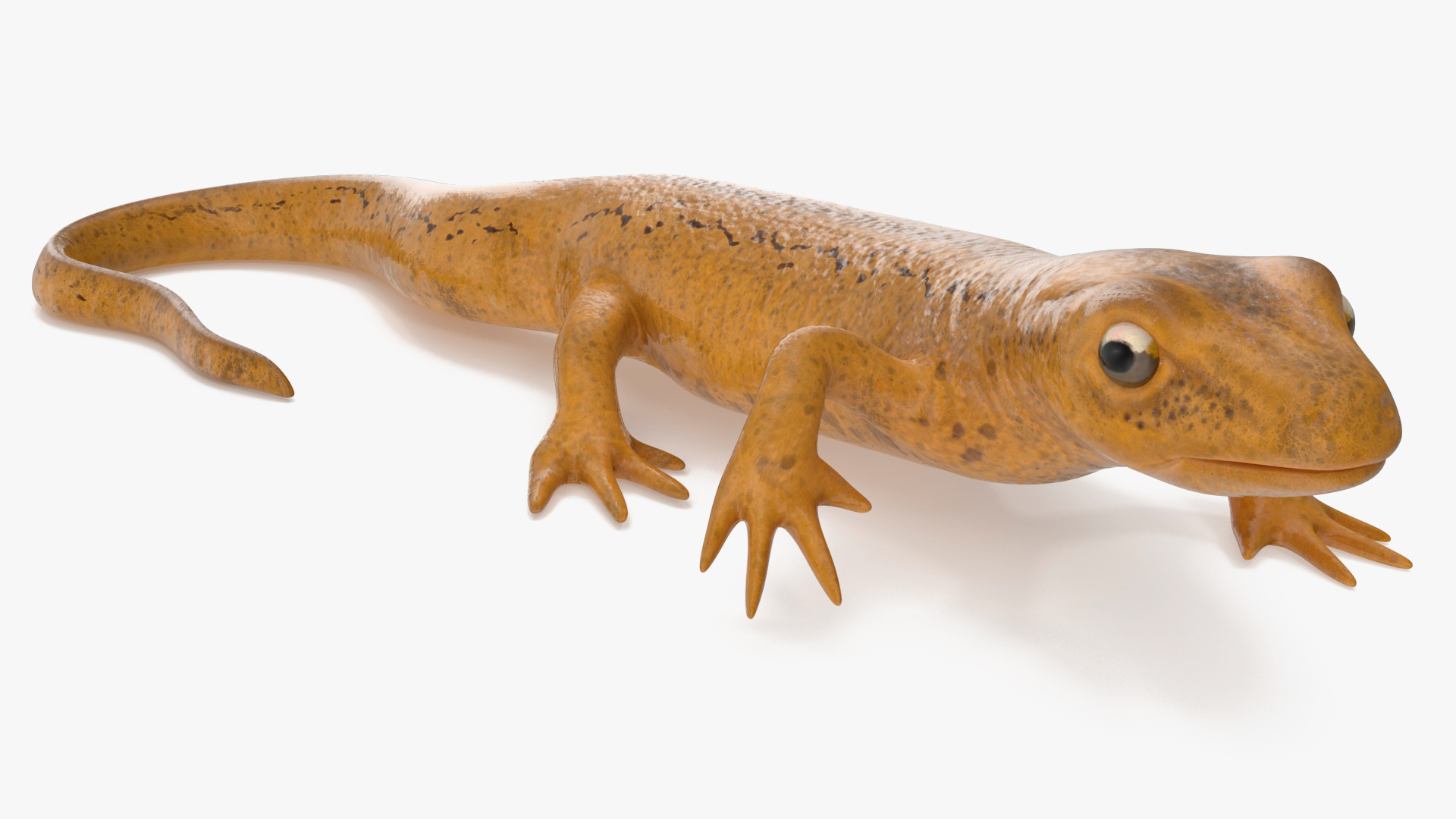 European Newt Crawling Pose 3D