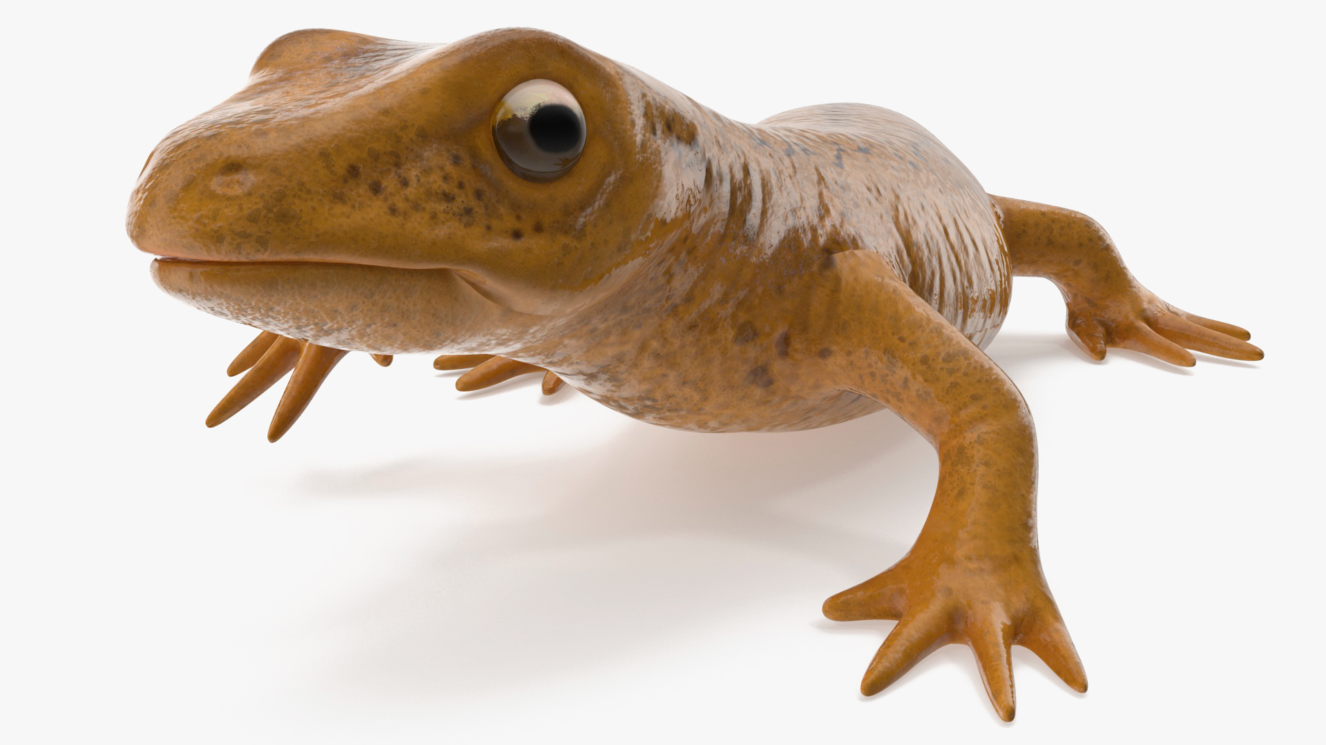 European Newt Crawling Pose 3D