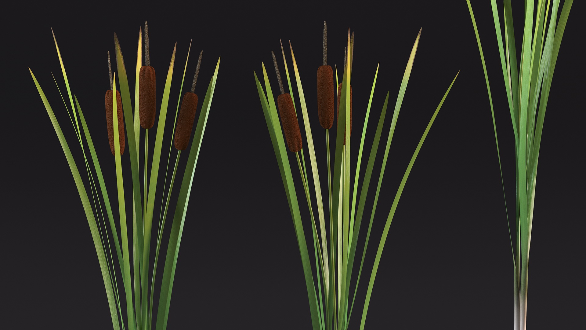 3D Cattail Aquatic Plant