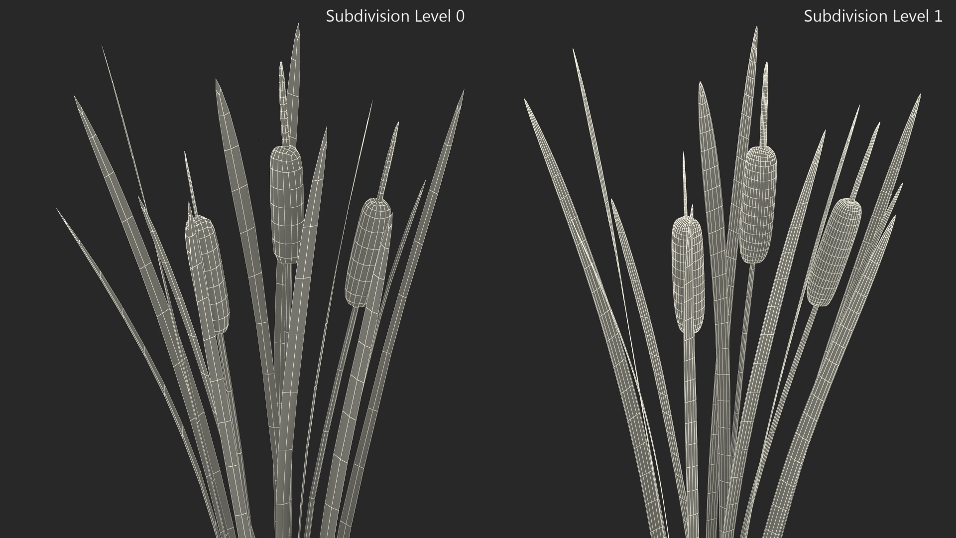 3D Cattail Aquatic Plant