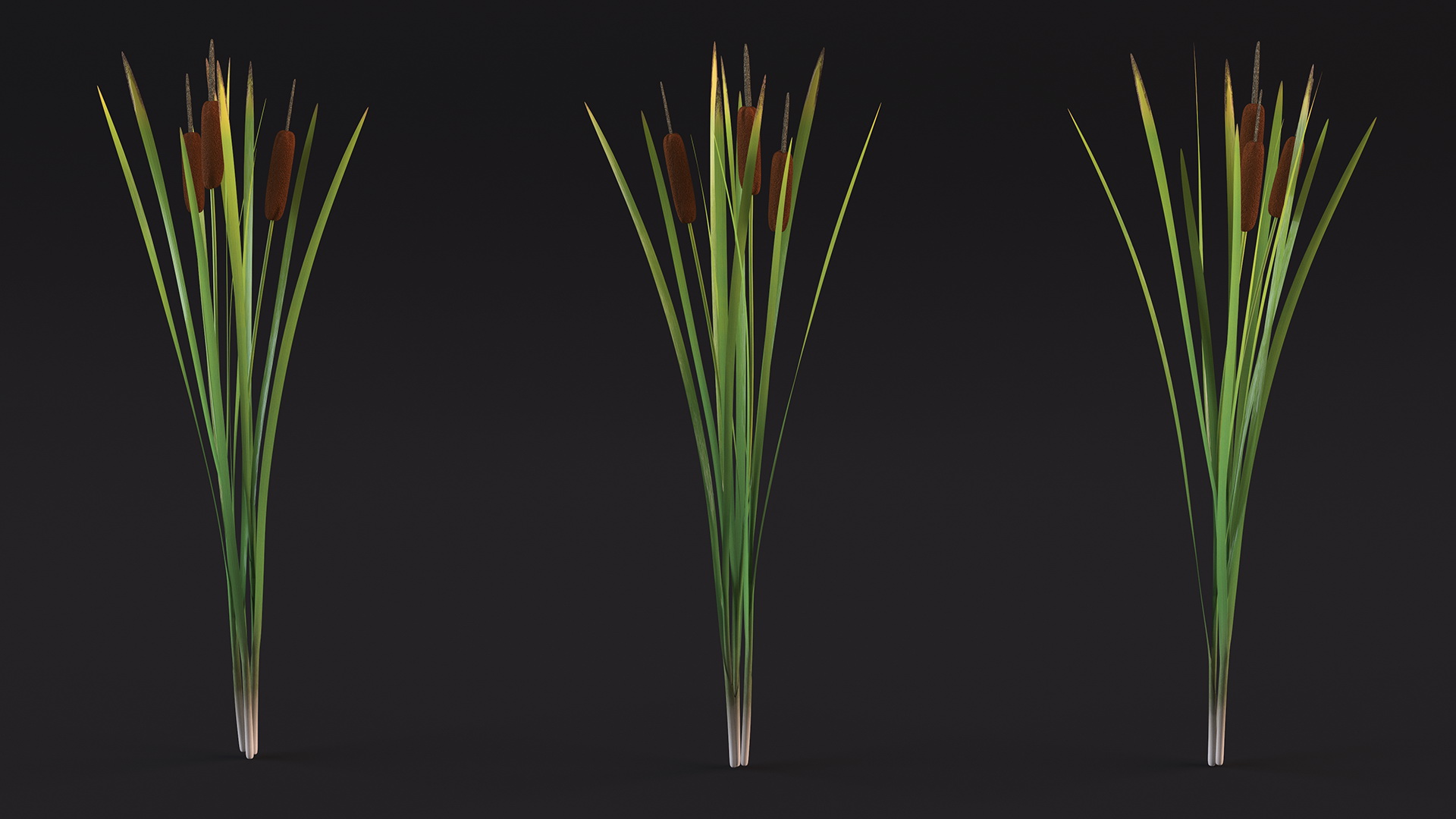 3D Cattail Aquatic Plant