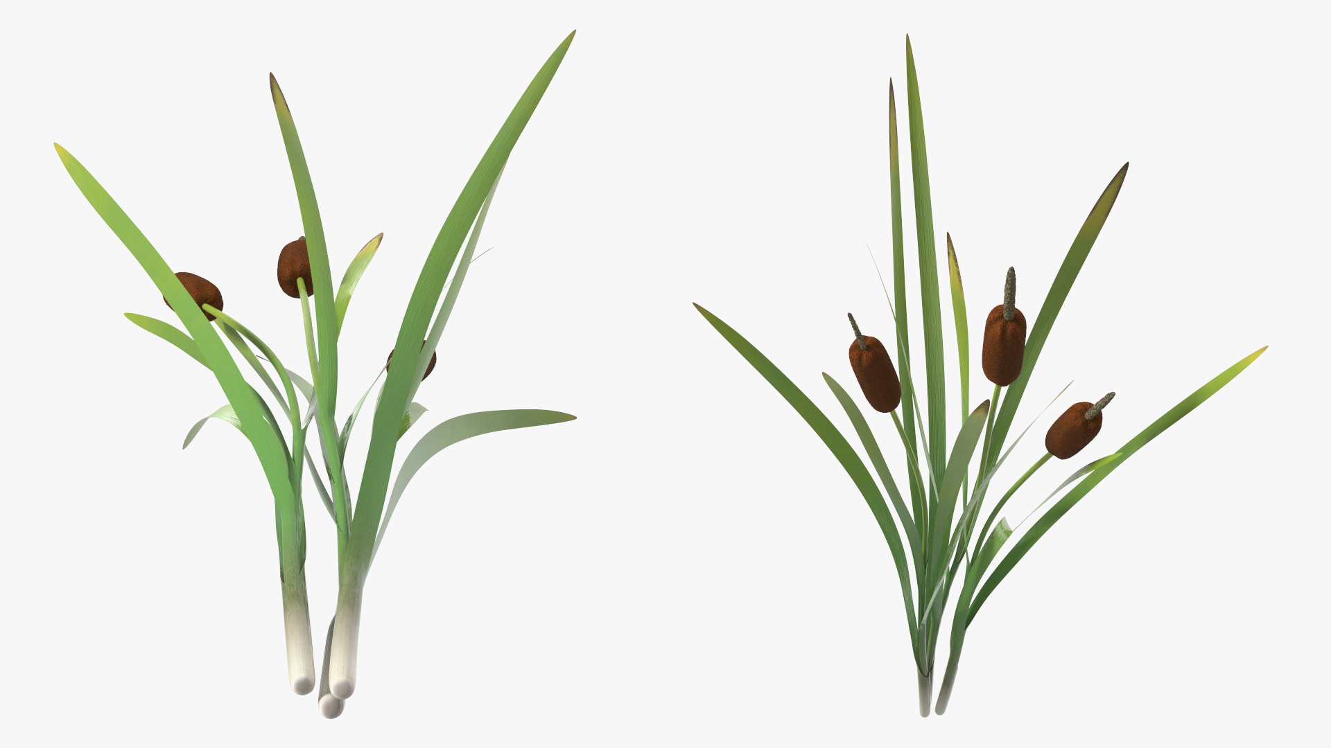 3D Cattail Aquatic Plant