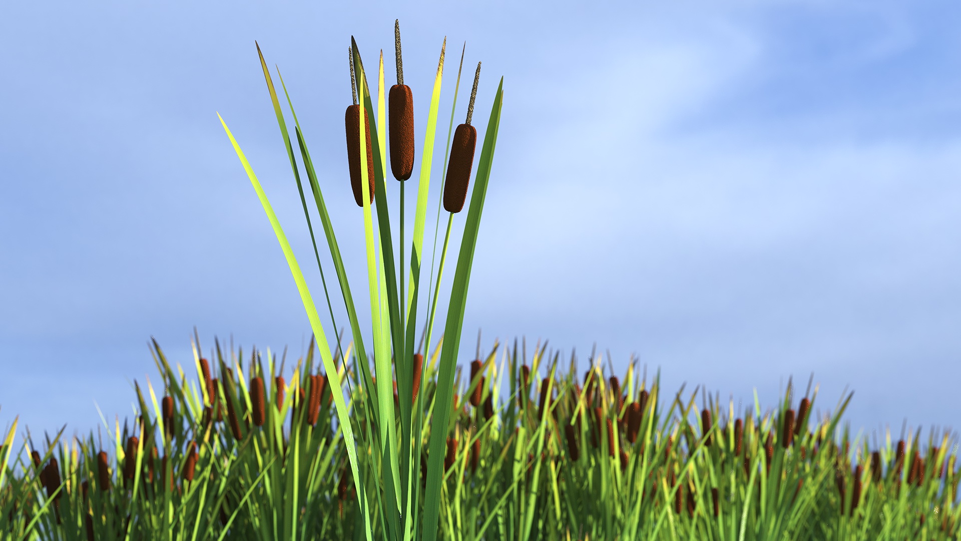 3D Cattail Aquatic Plant