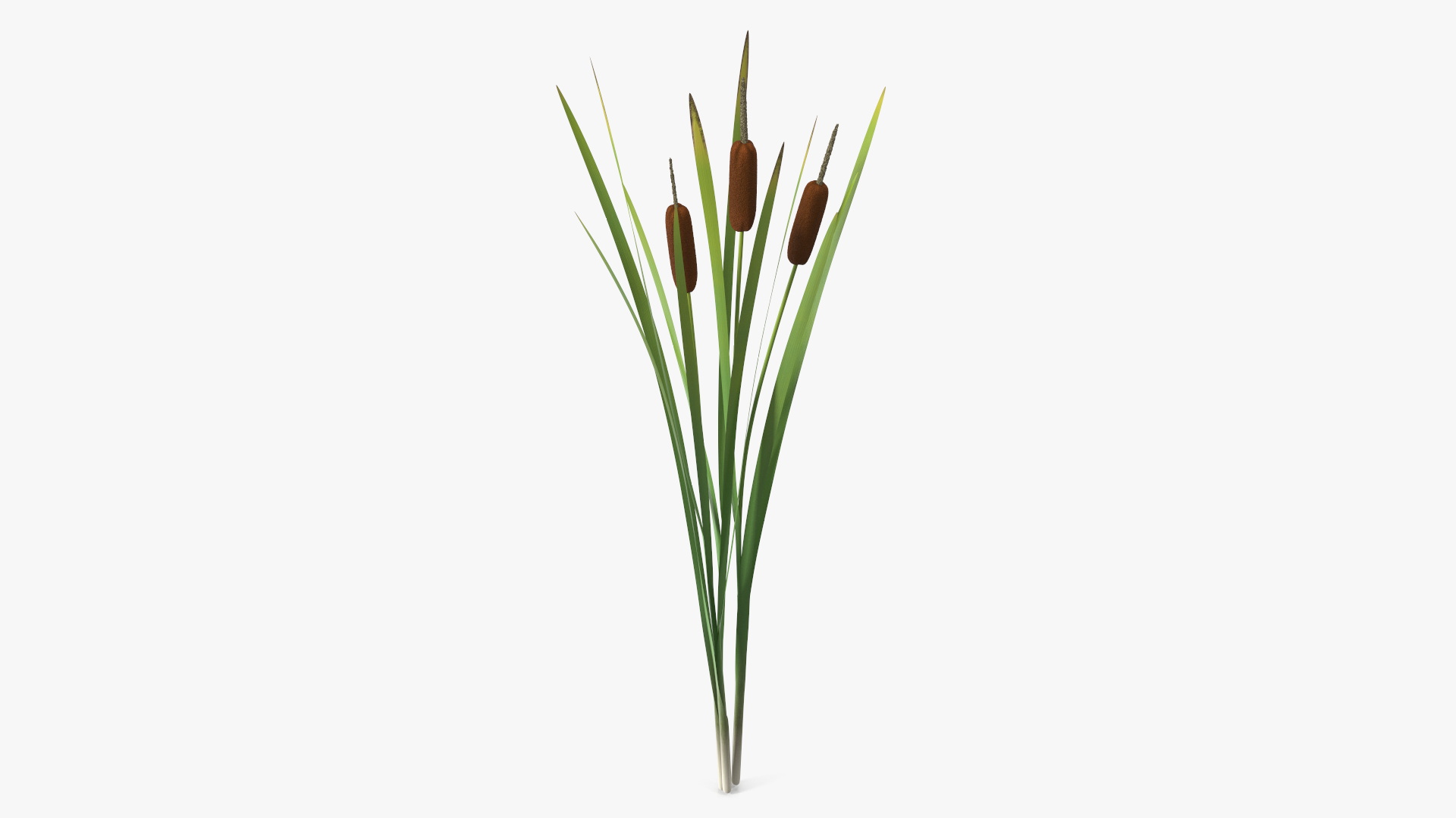 3D Cattail Aquatic Plant