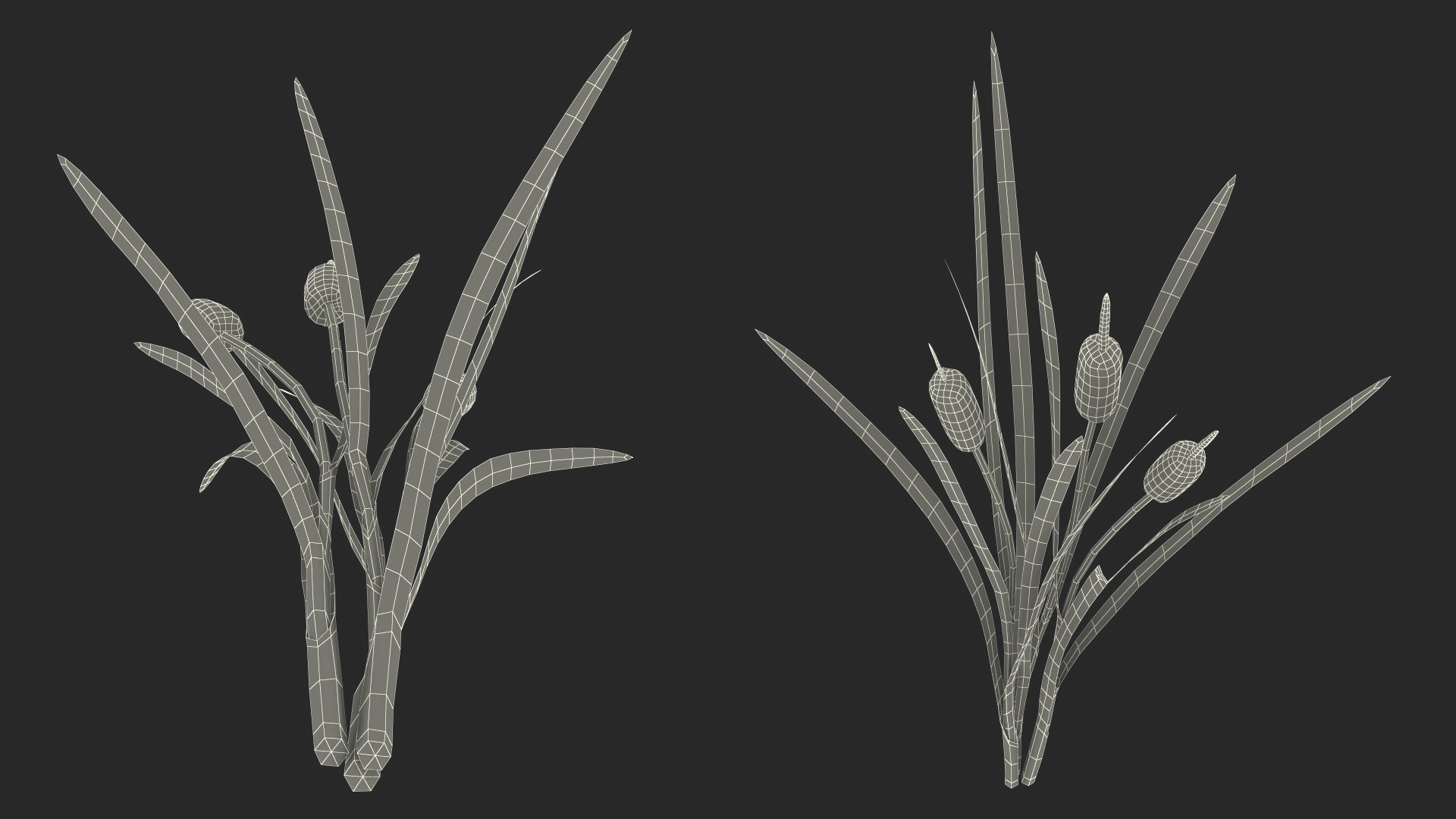 3D Cattail Aquatic Plant