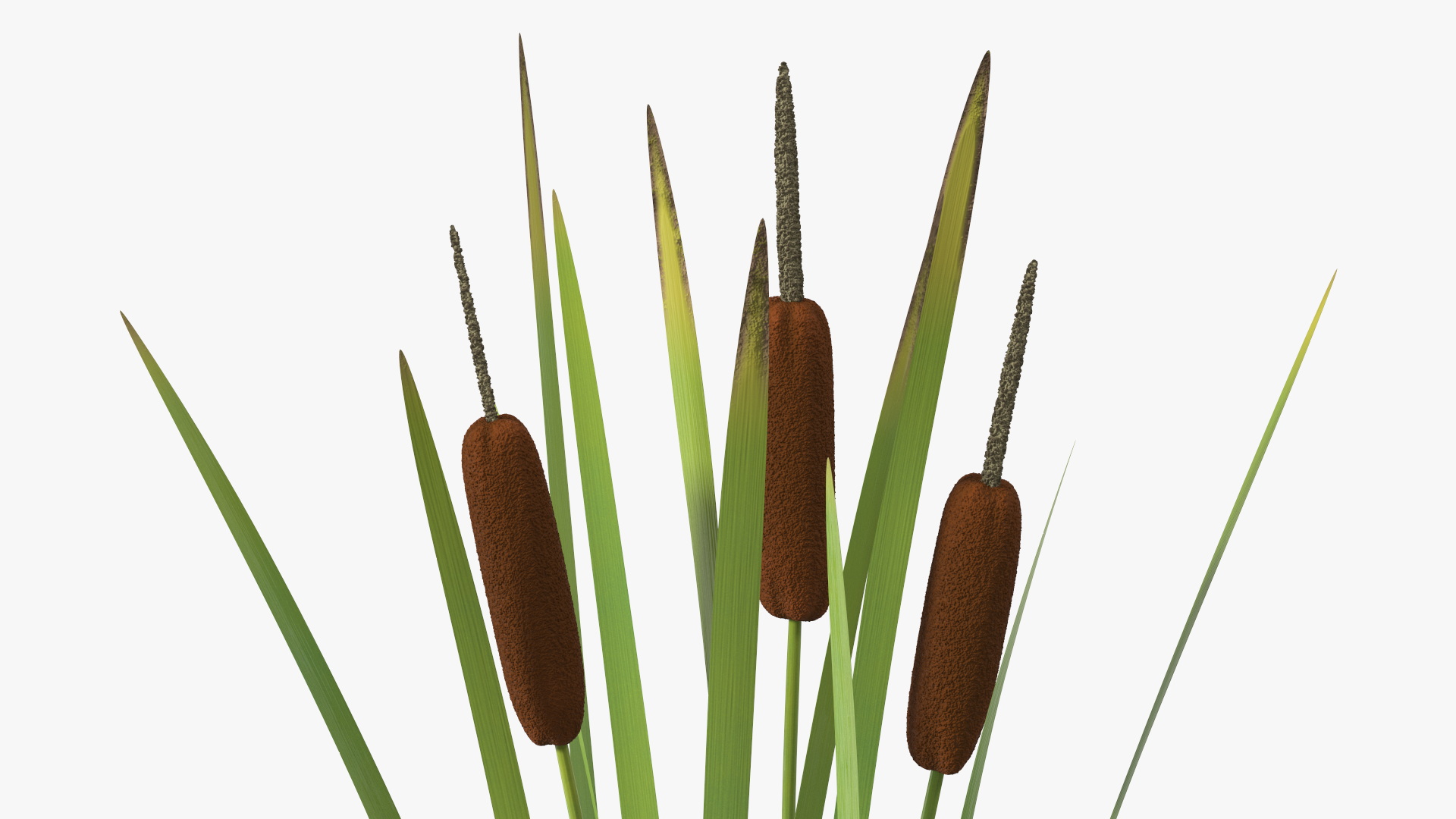 3D Cattail Aquatic Plant