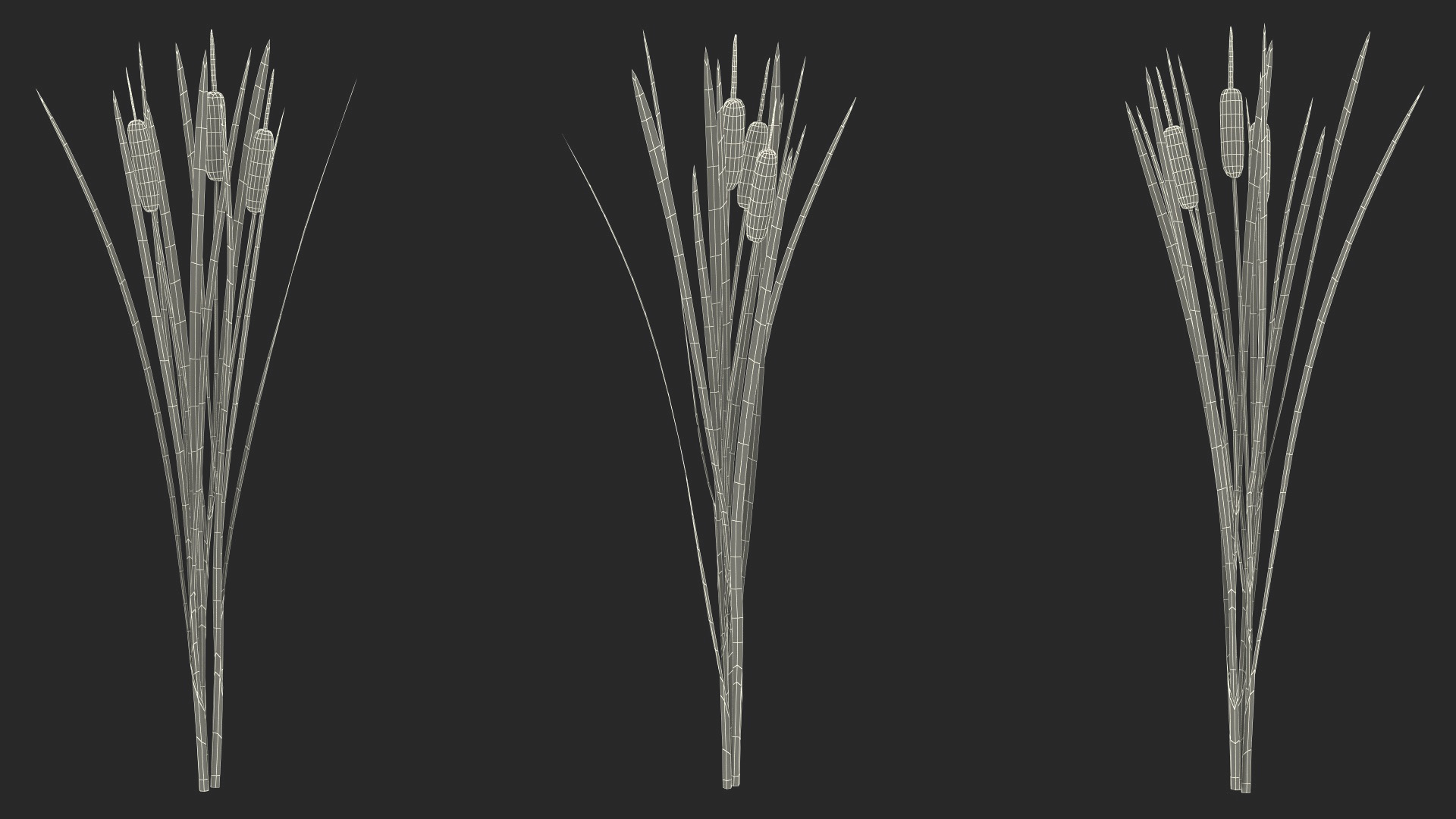 3D Cattail Aquatic Plant