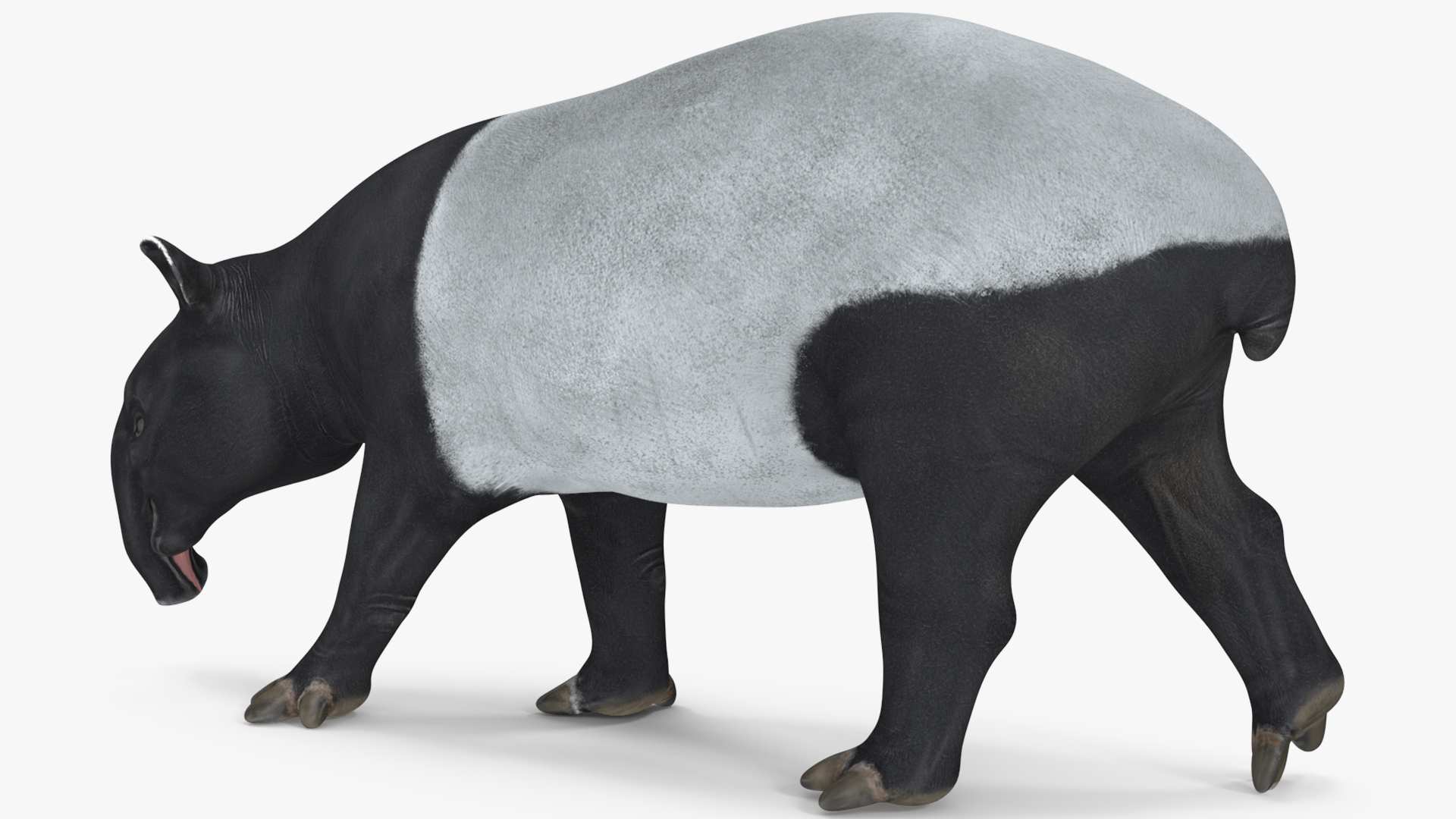 3D Tapir Walking Pose model