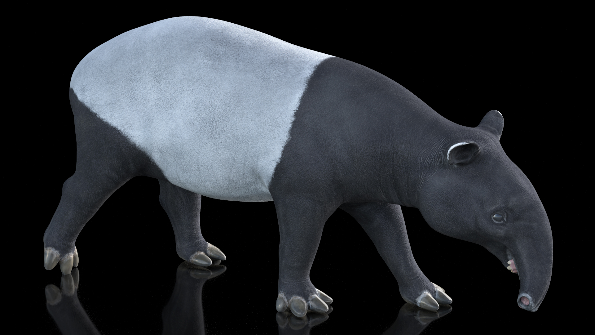 3D Tapir Walking Pose model