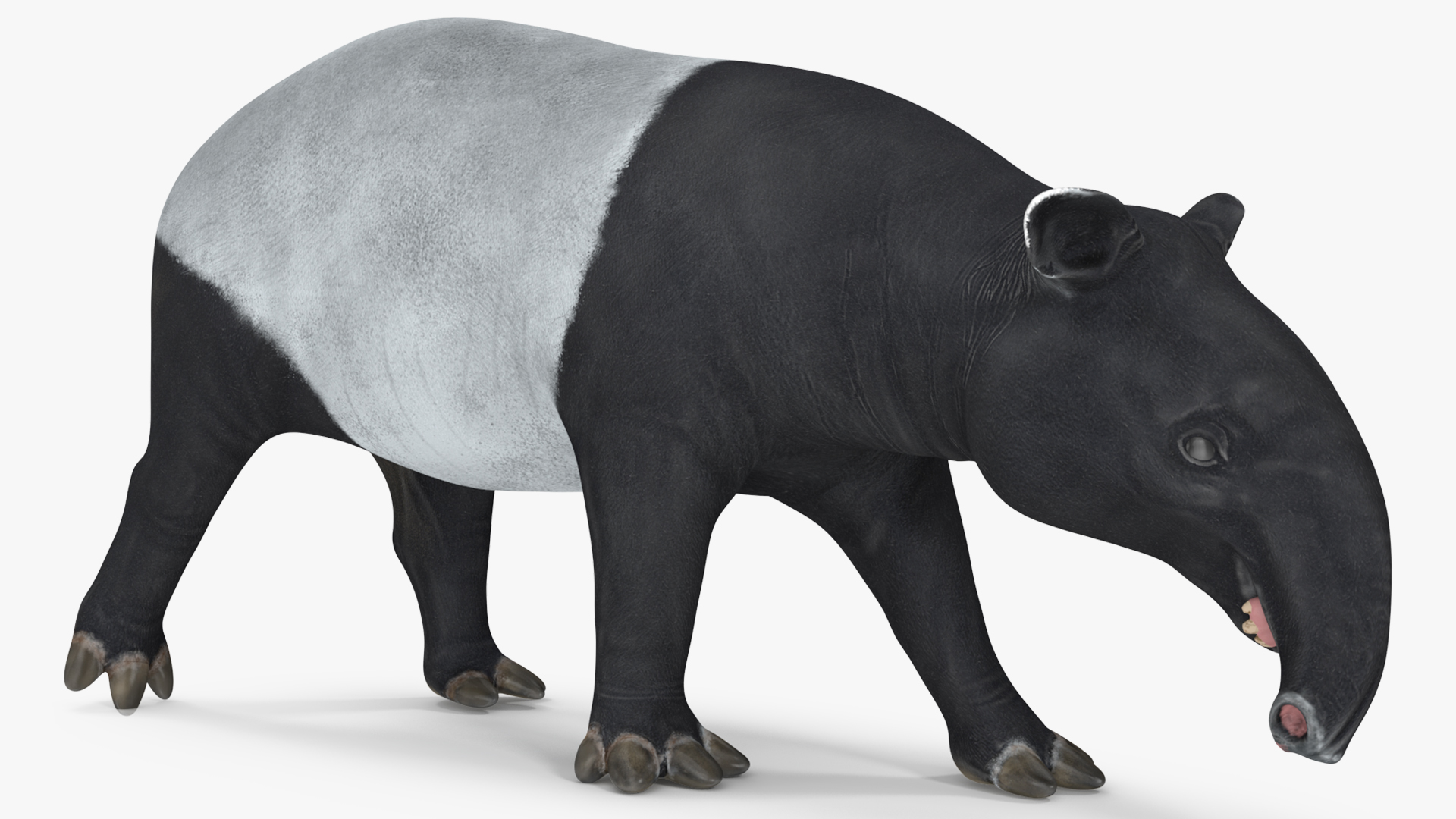 3D Tapir Walking Pose model