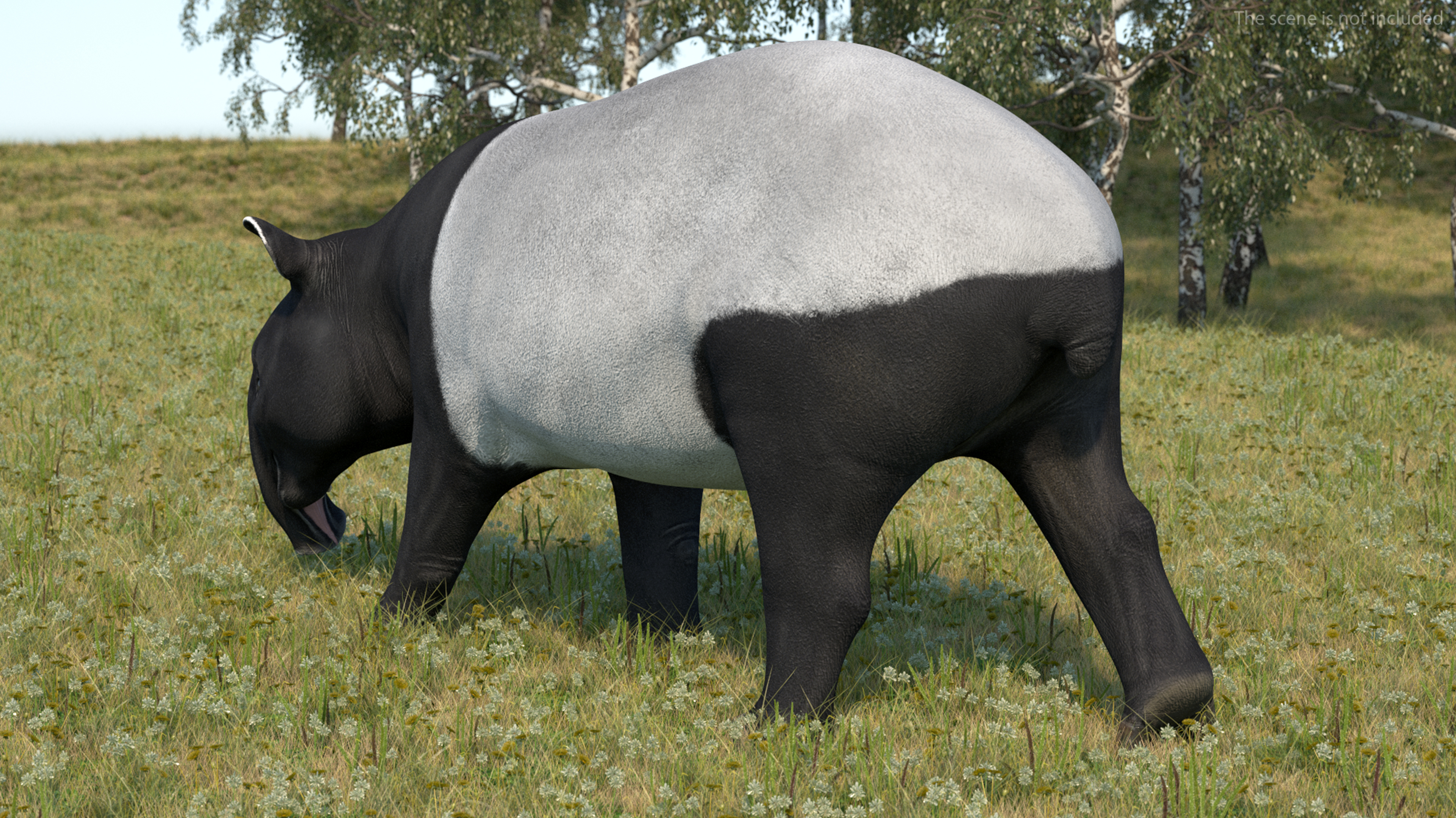 3D Tapir Walking Pose model