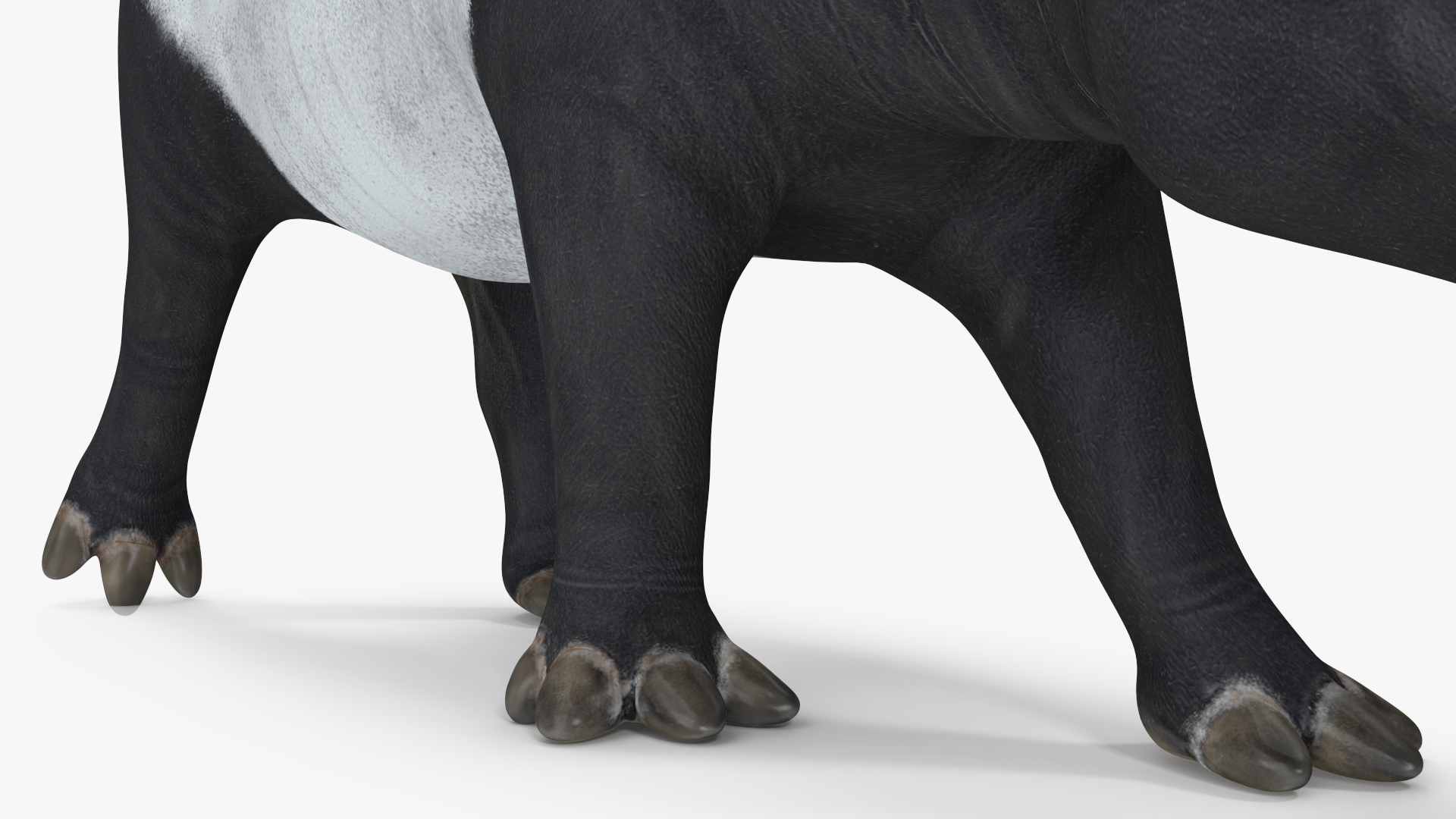 3D Tapir Walking Pose model