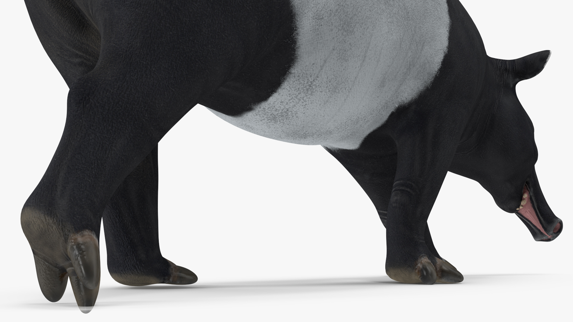 3D Tapir Walking Pose model