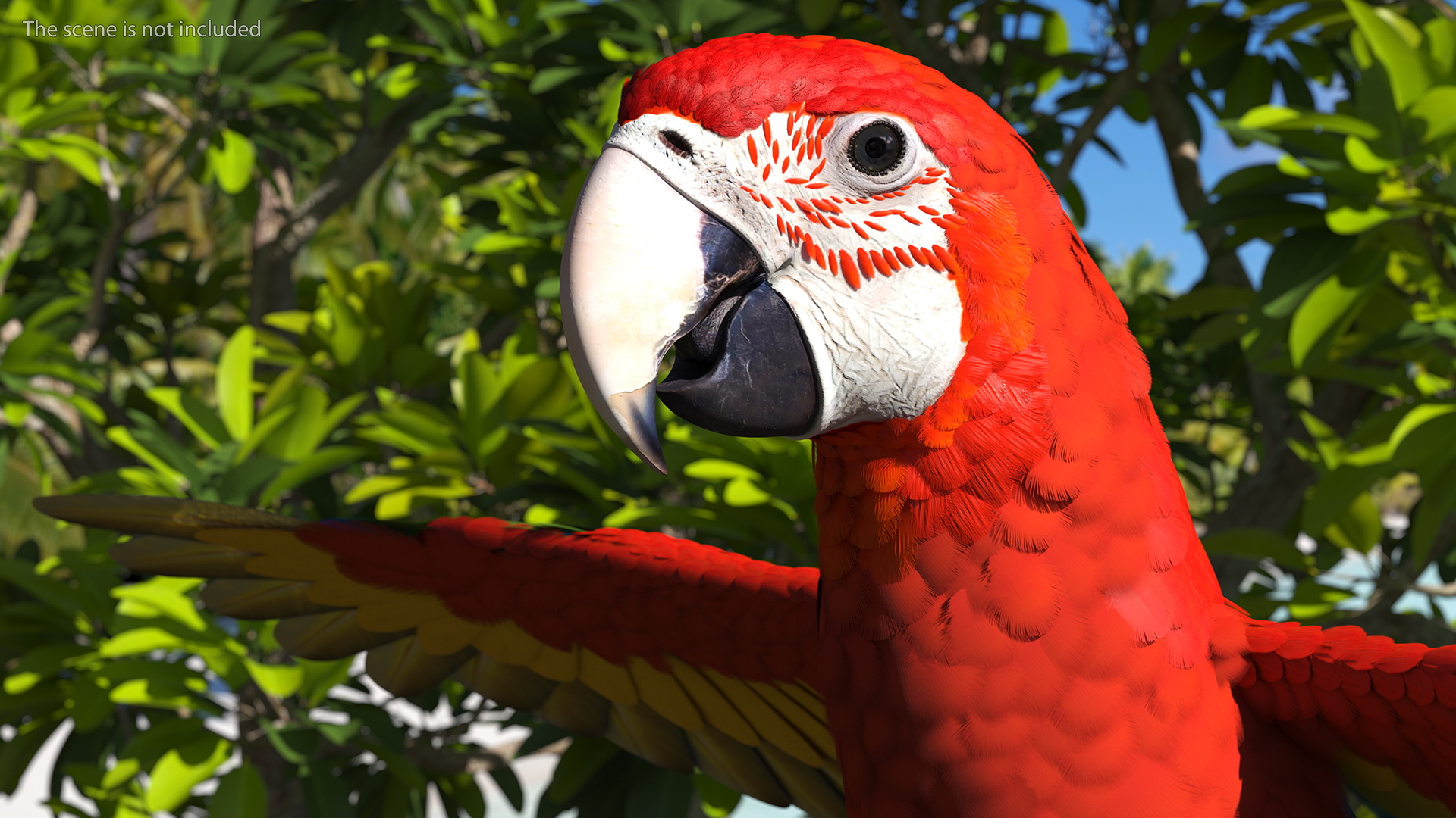 Red and Green Macaw Parrot Neutral Pose 3D model