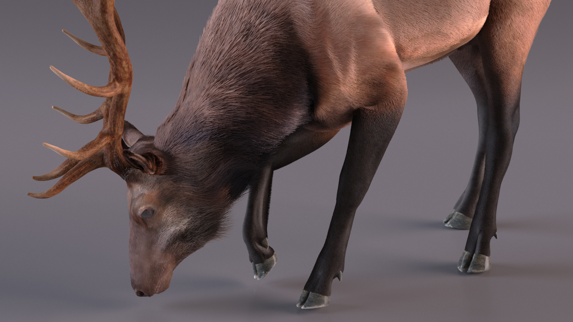 3D model Realistic Elk with Antlers Fur