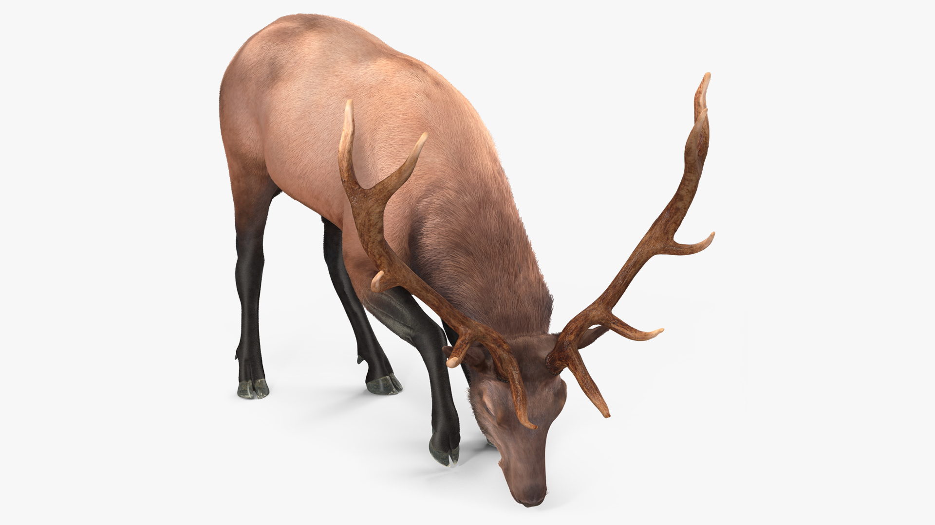 3D model Realistic Elk with Antlers Fur