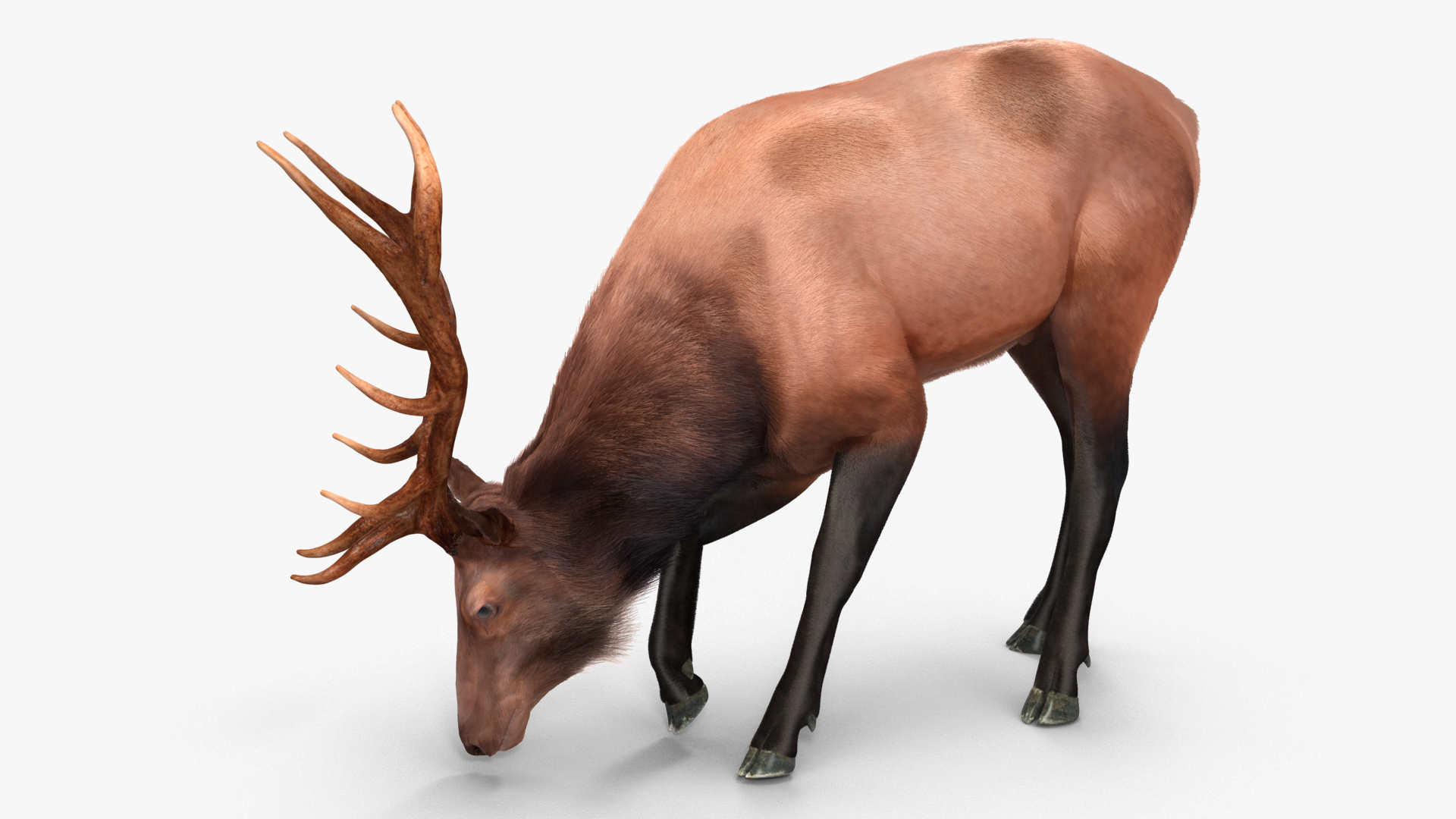 3D model Realistic Elk with Antlers Fur