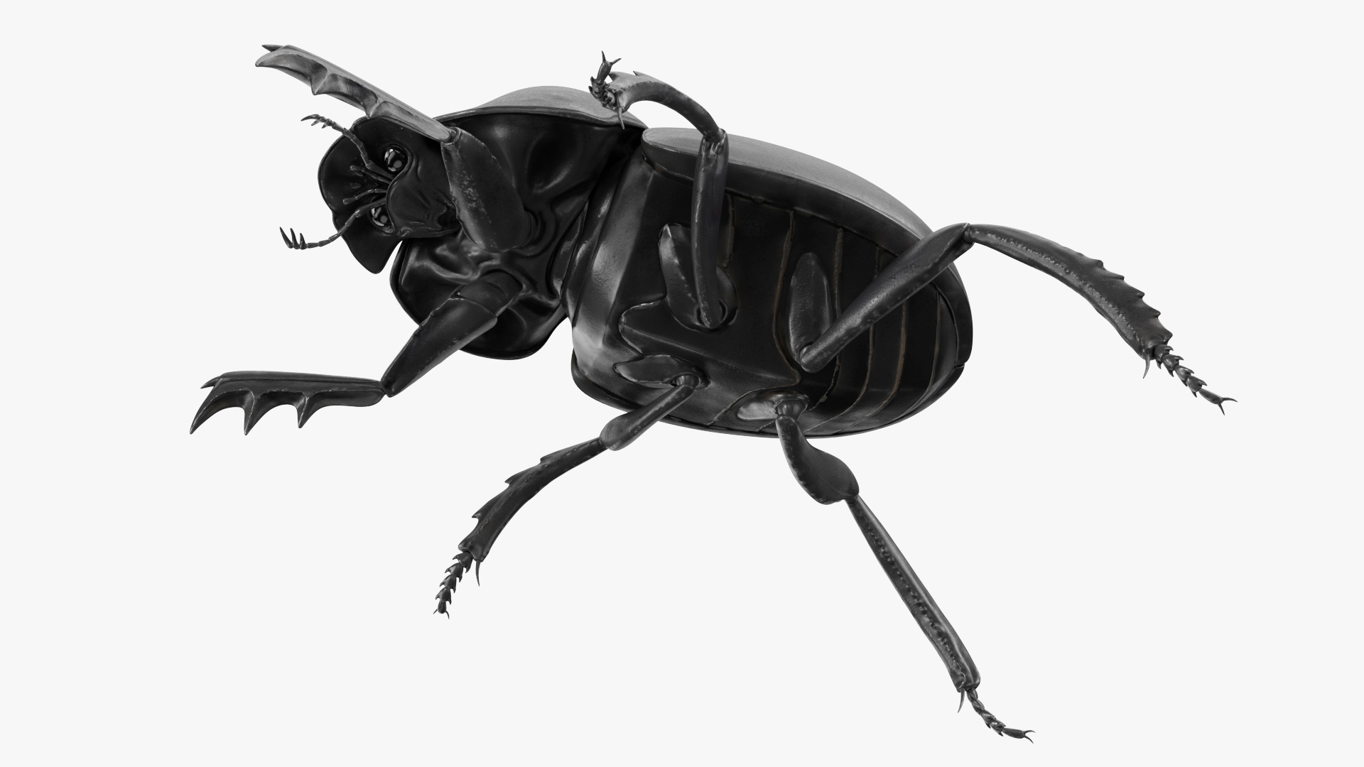 Roller Beetle Rigged for Maya 3D model