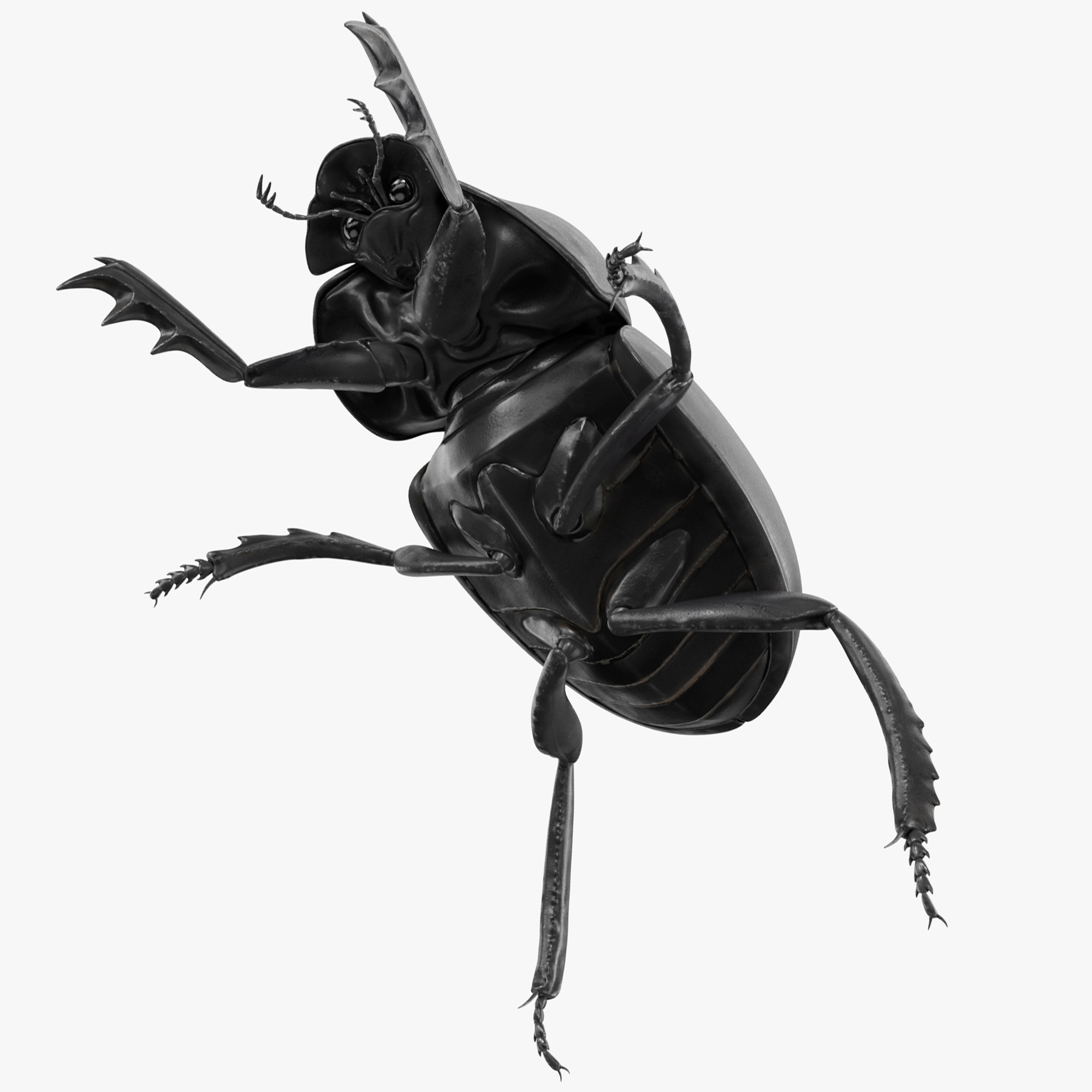 Roller Beetle Rigged for Maya 3D model