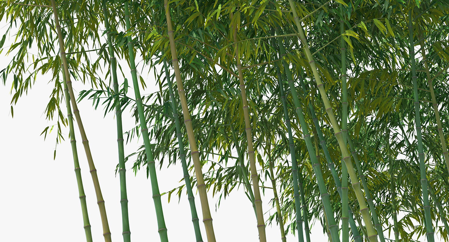 Bamboo Grove 3D