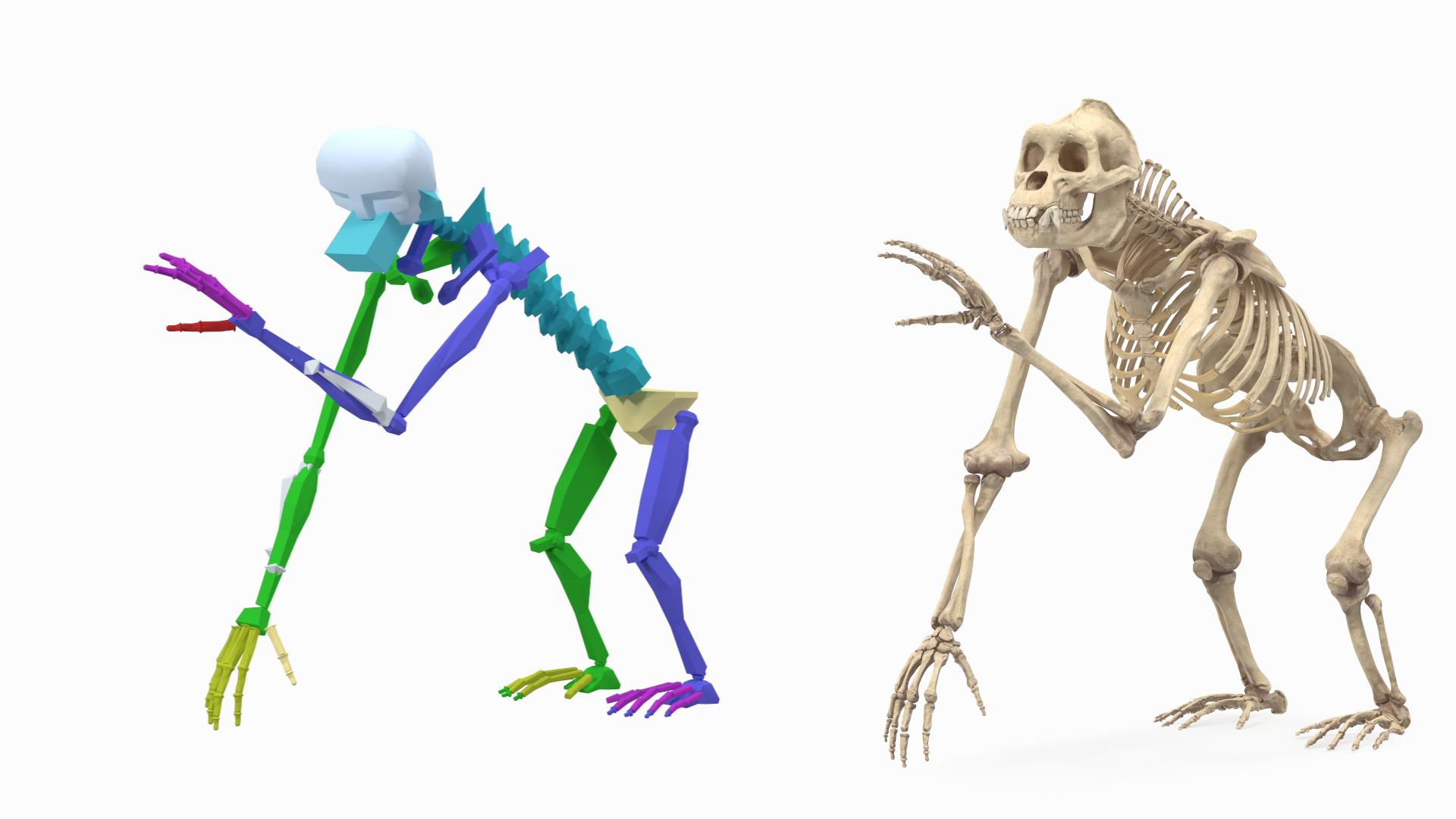 Gorilla Skeleton Rigged for Cinema 4D 3D