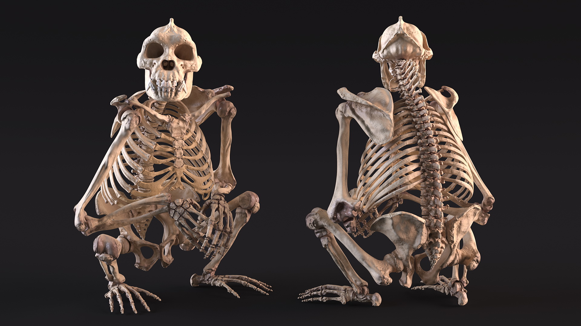 Gorilla Skeleton Rigged for Cinema 4D 3D