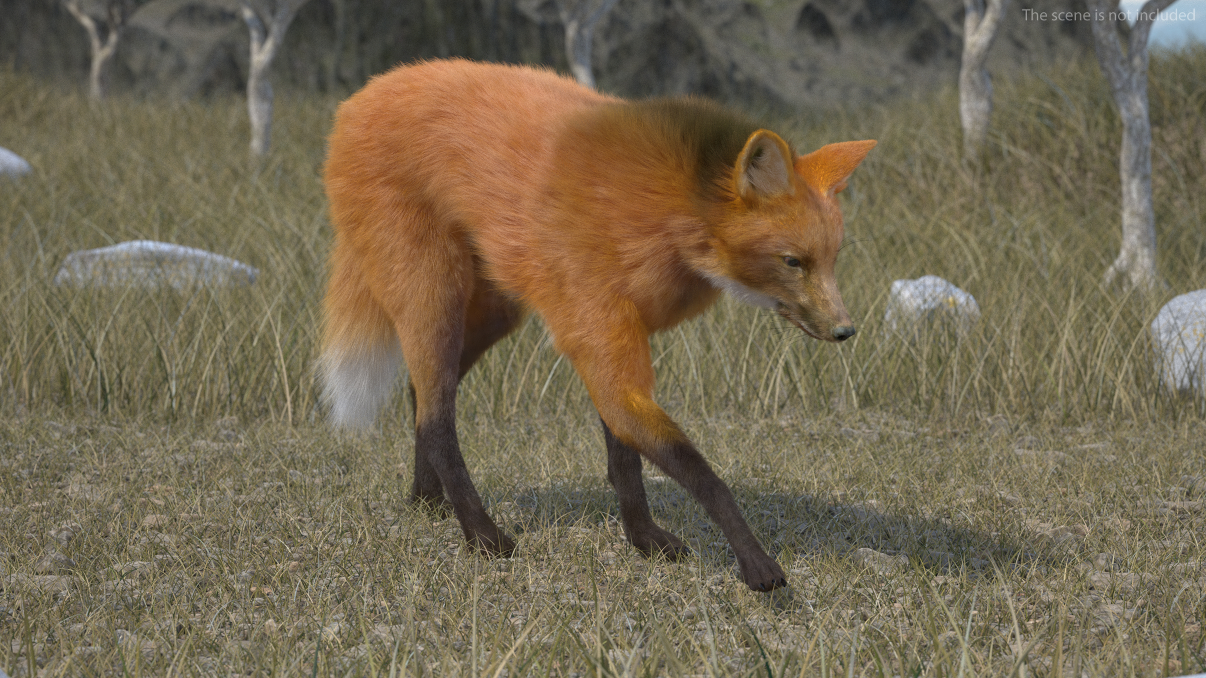 Maned Wolf Walking Pose Fur 3D