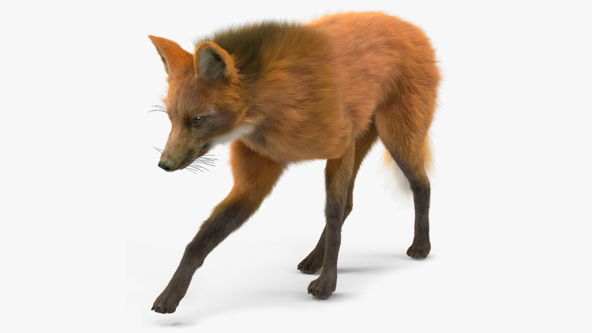 Maned Wolf Walking Pose Fur 3D