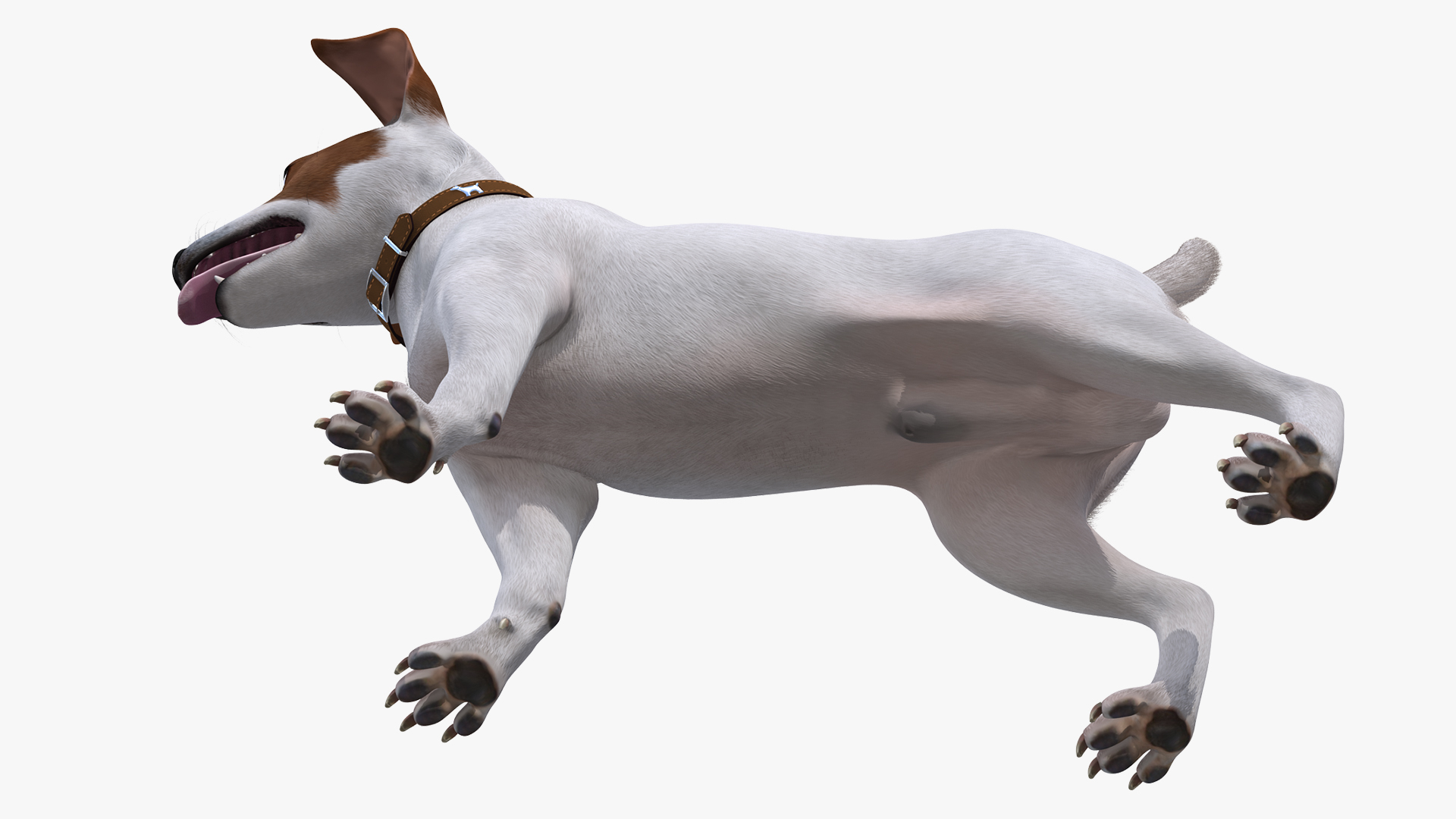 3D model White Jack Russell Terrier Fur Attention Pose