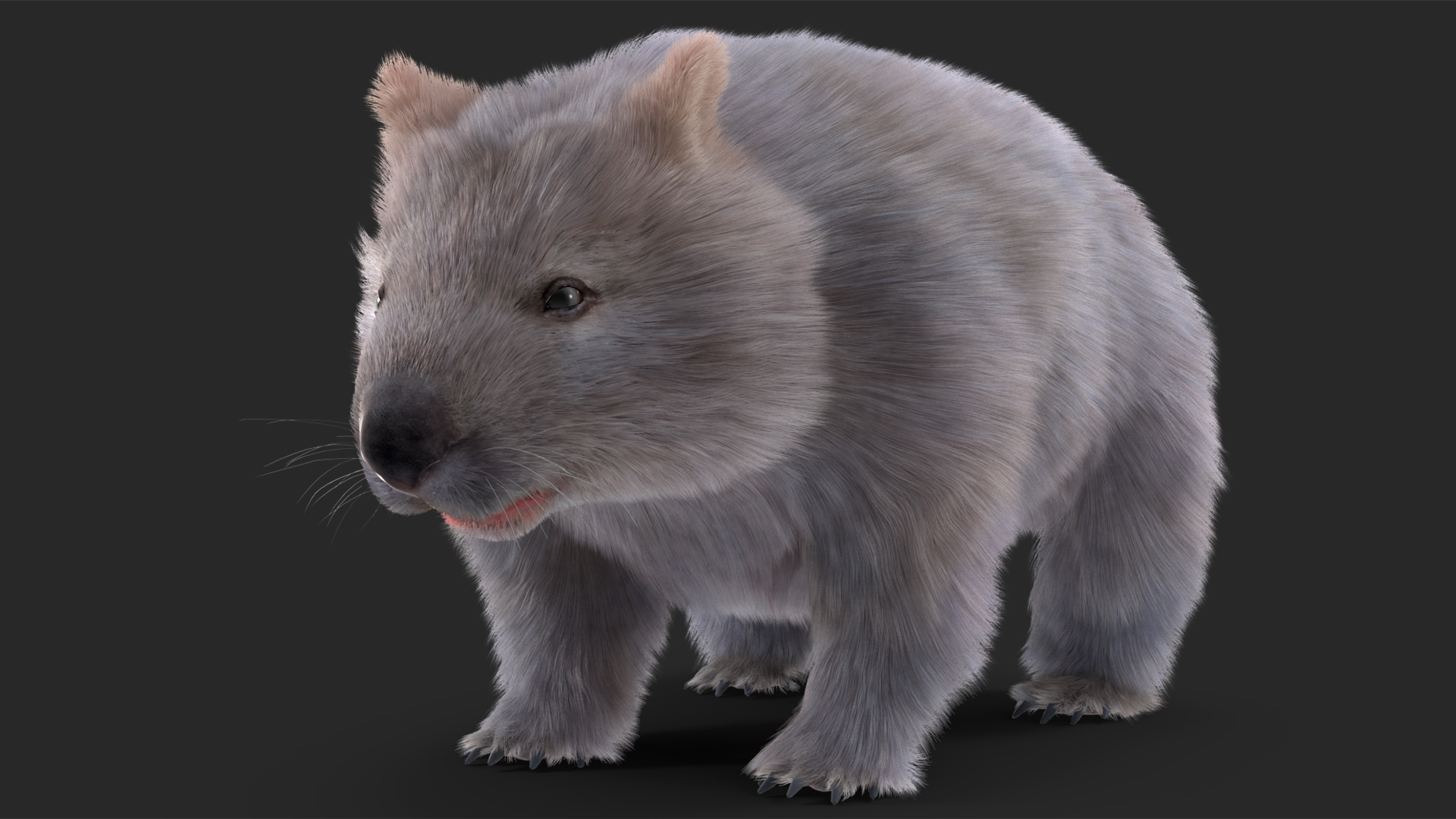 3D model Grey Wombat Fur