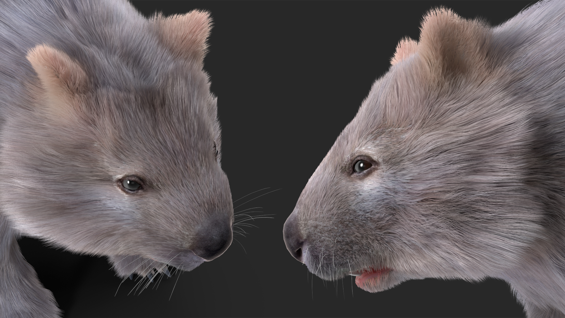 3D model Grey Wombat Fur