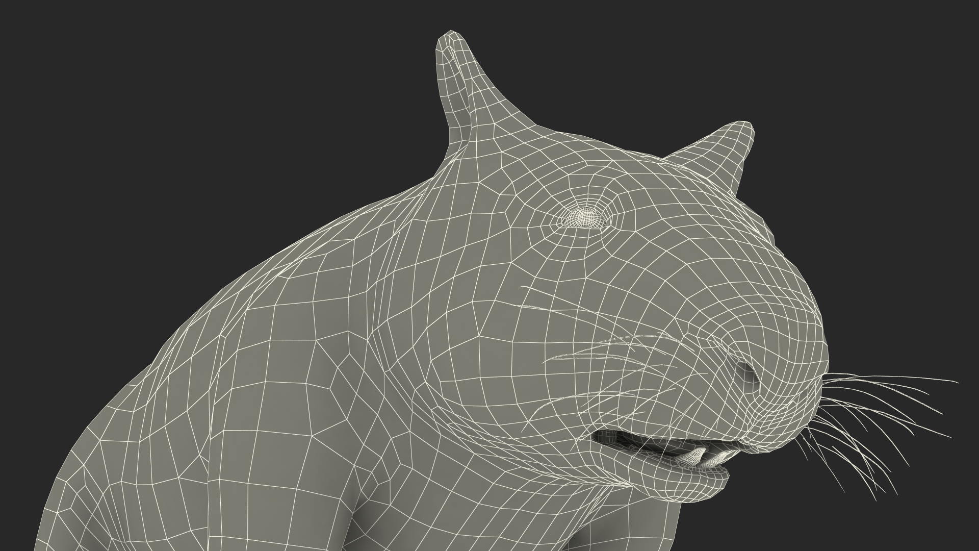 3D model Grey Wombat Fur